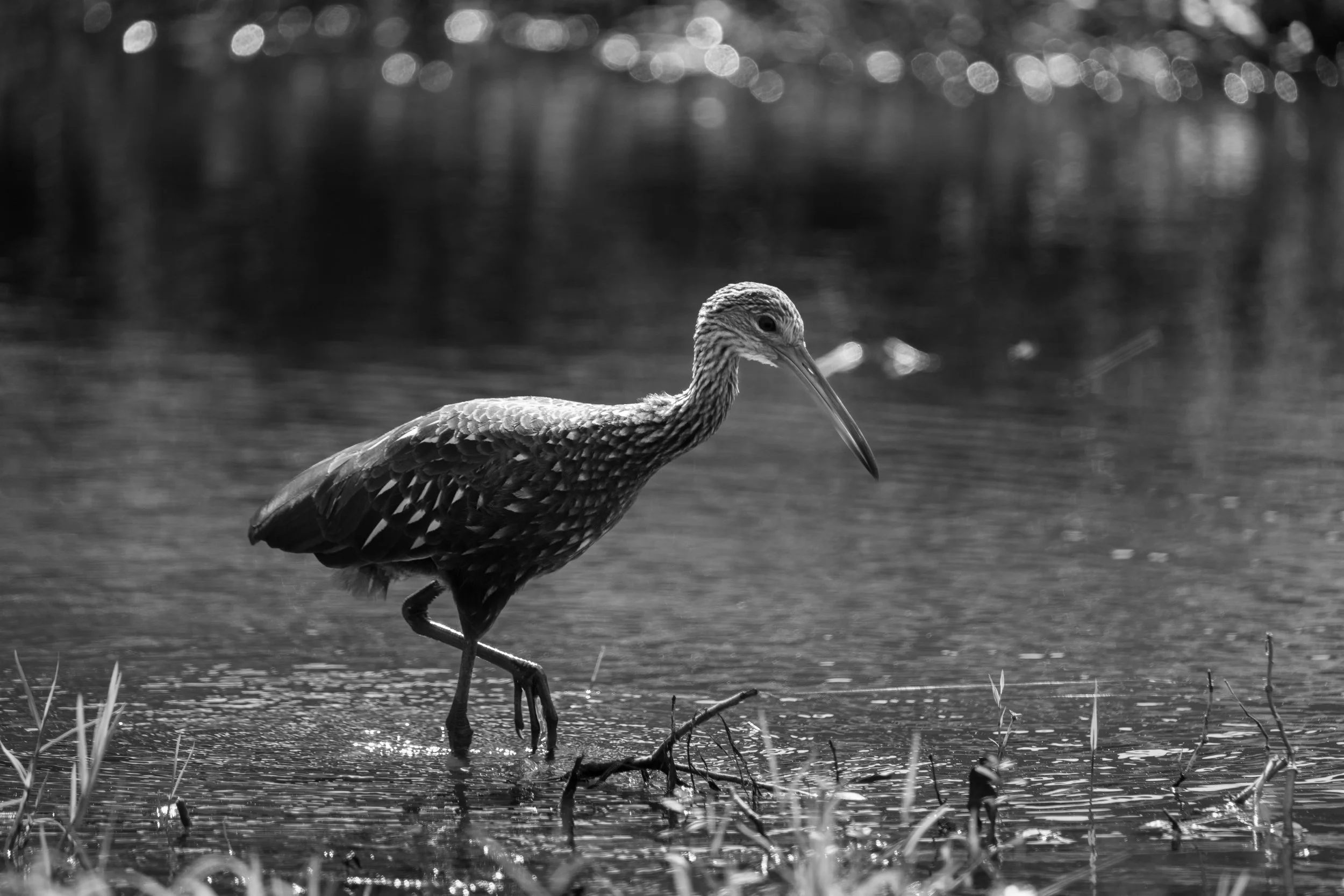 Wildlife-28.jpg