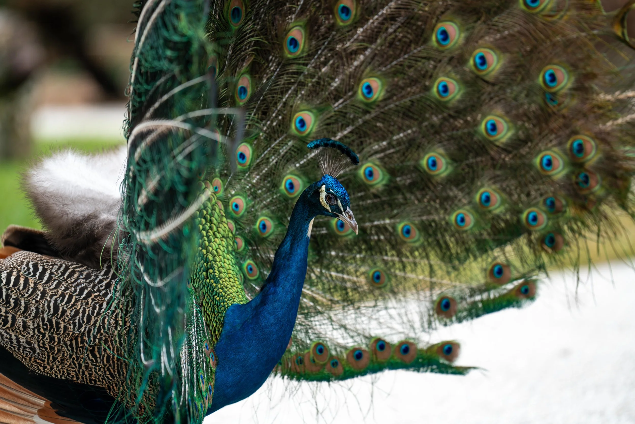 LQ St. Augustine 2025-89.jpg