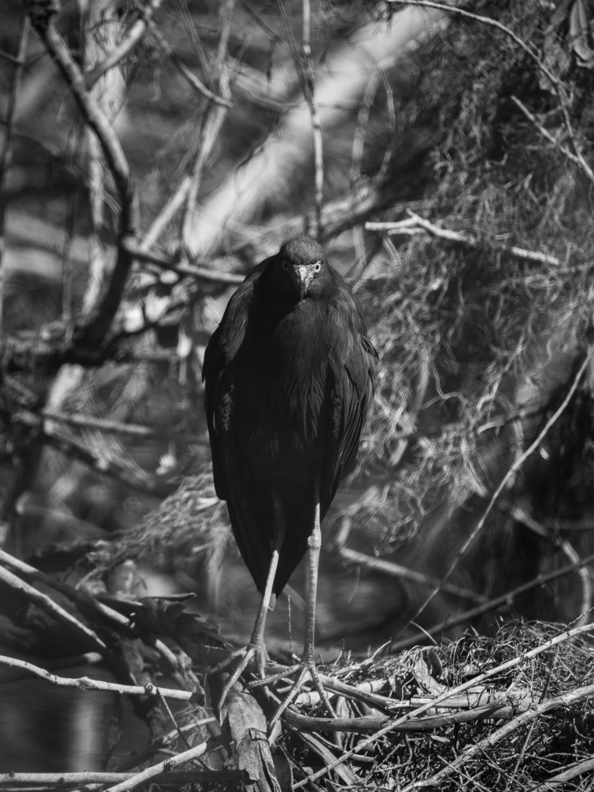 Wildlife-33.jpg