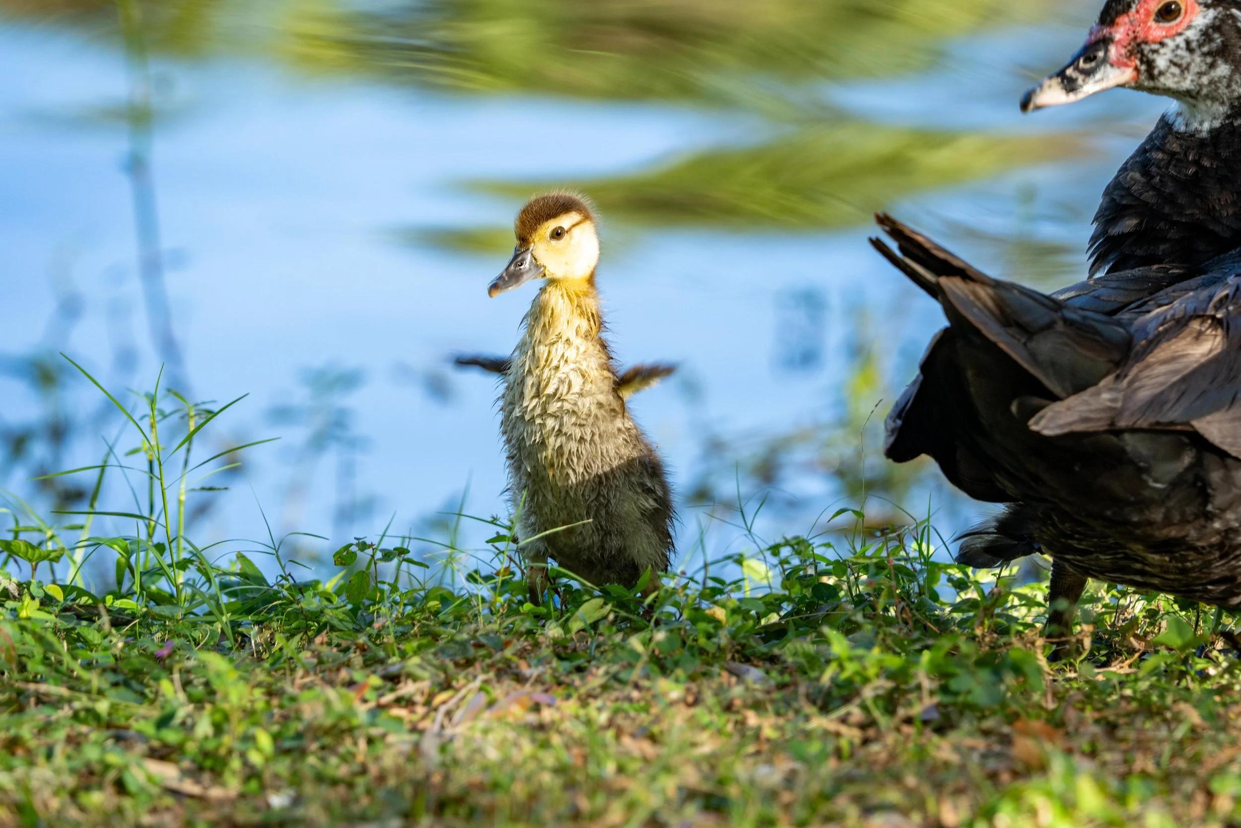 LQ Wildlife late 24-35.jpg
