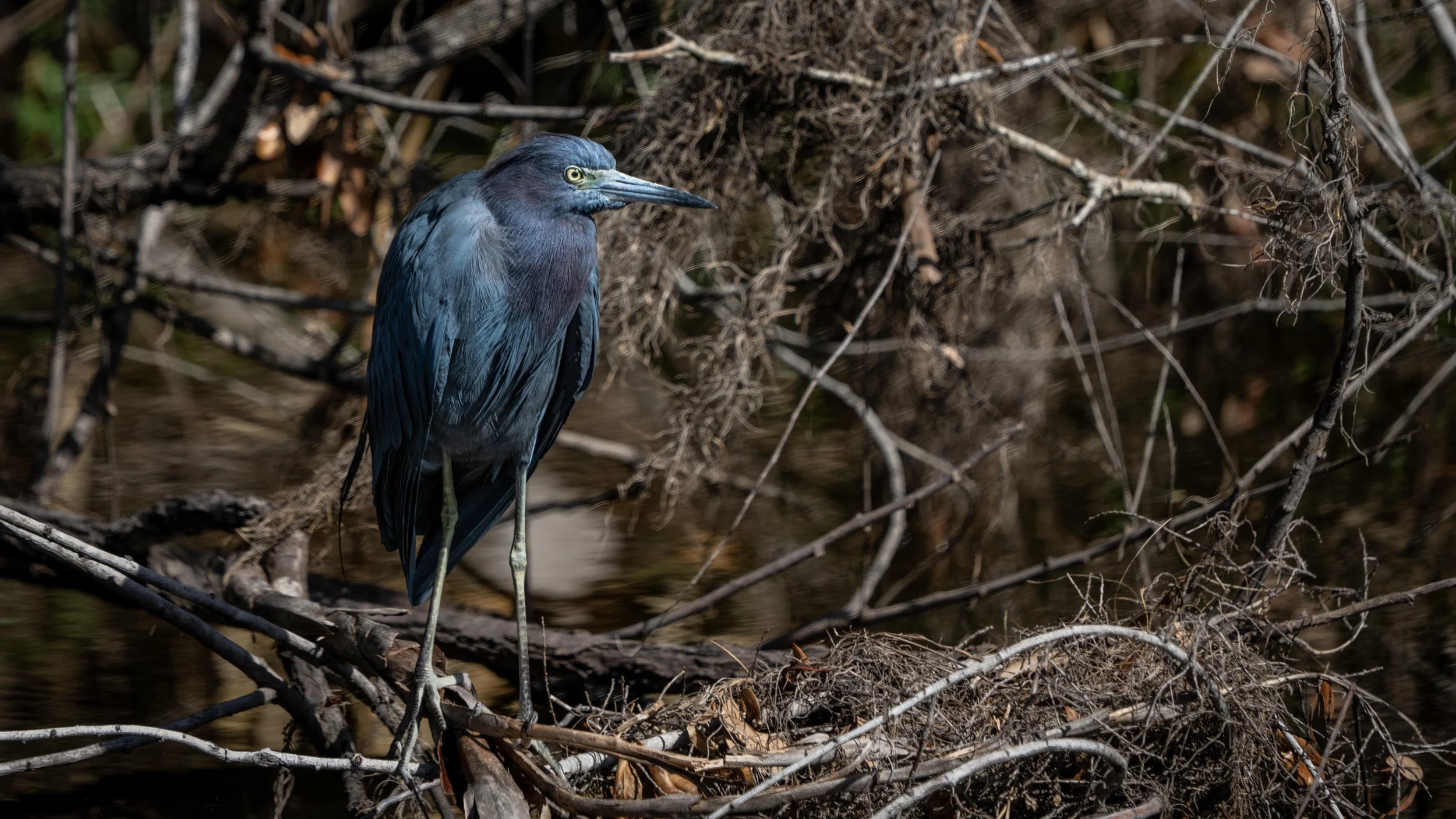 Wildlife-34.jpg