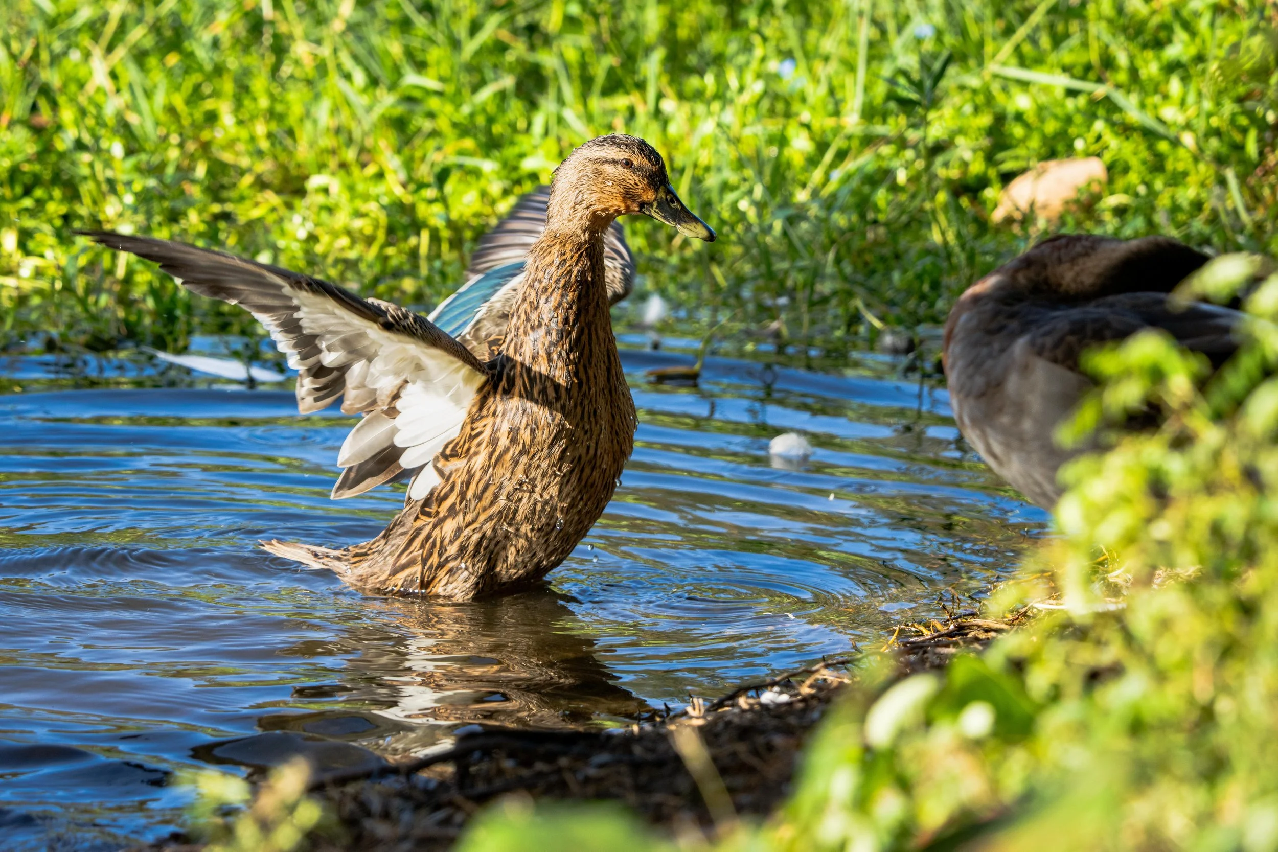 LQ Wildlife late 24-25.jpg