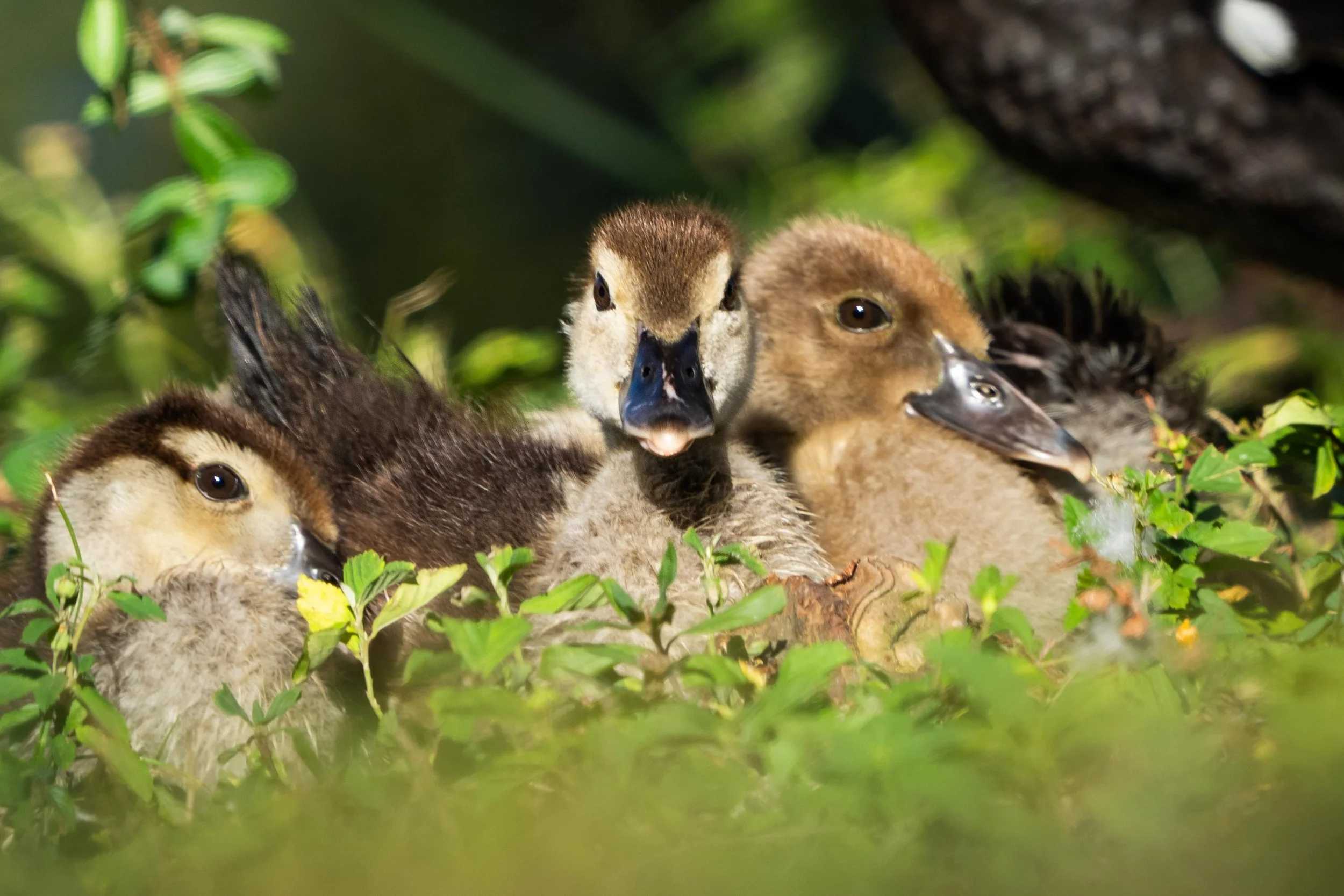 Wildlife-36.jpg