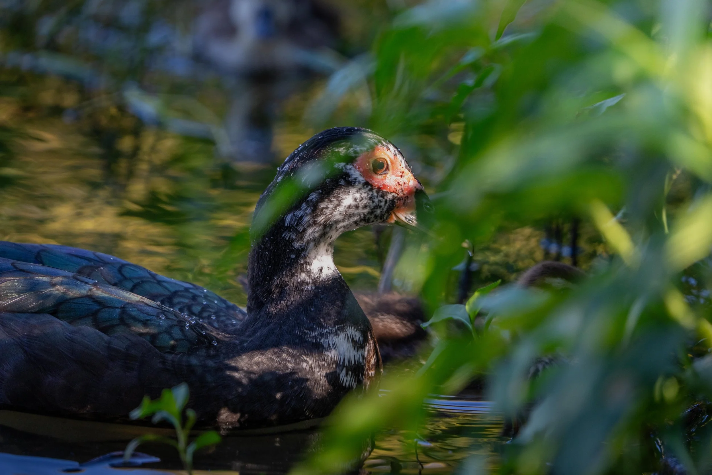 Wildlife-50.jpg