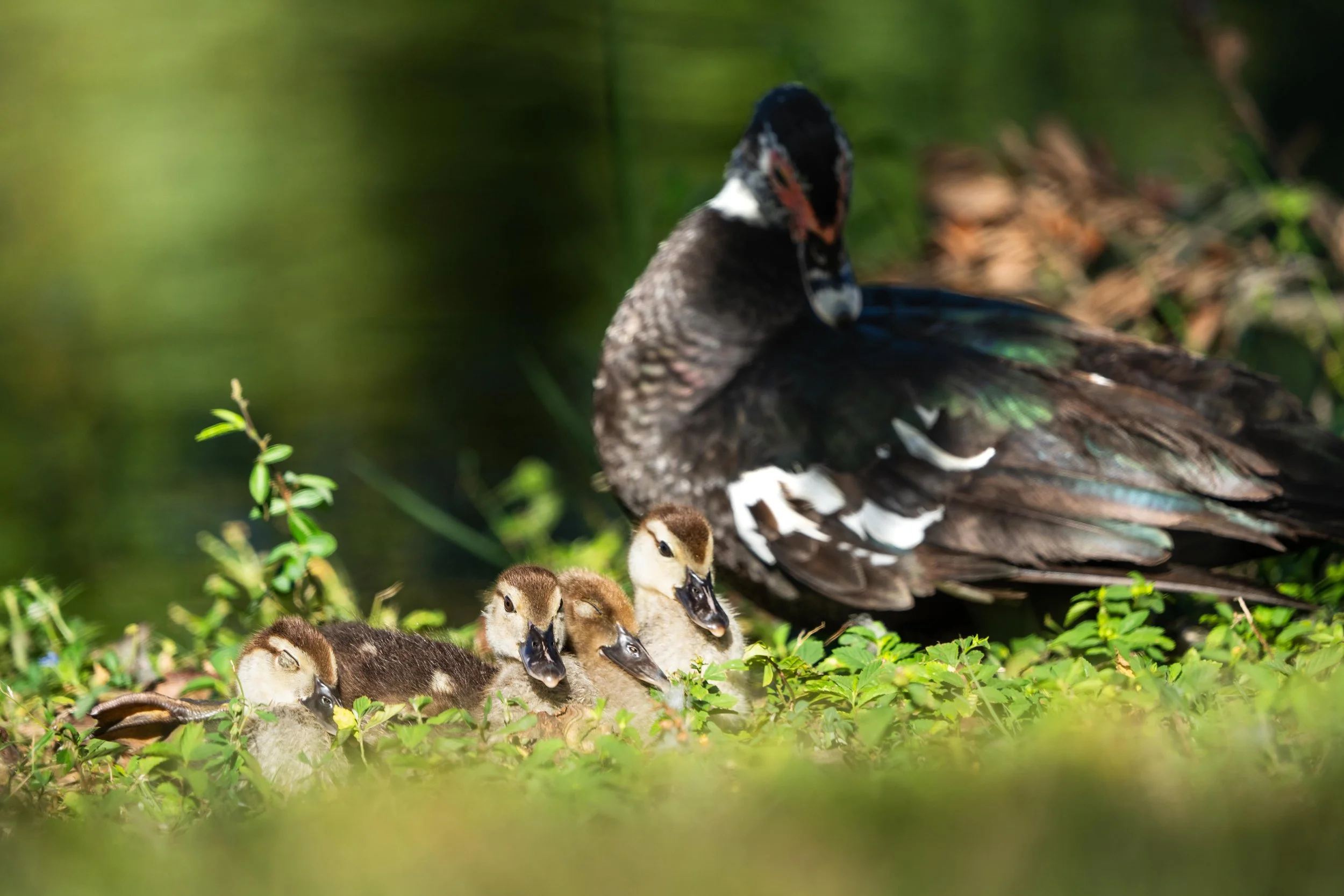 Wildlife-41.jpg
