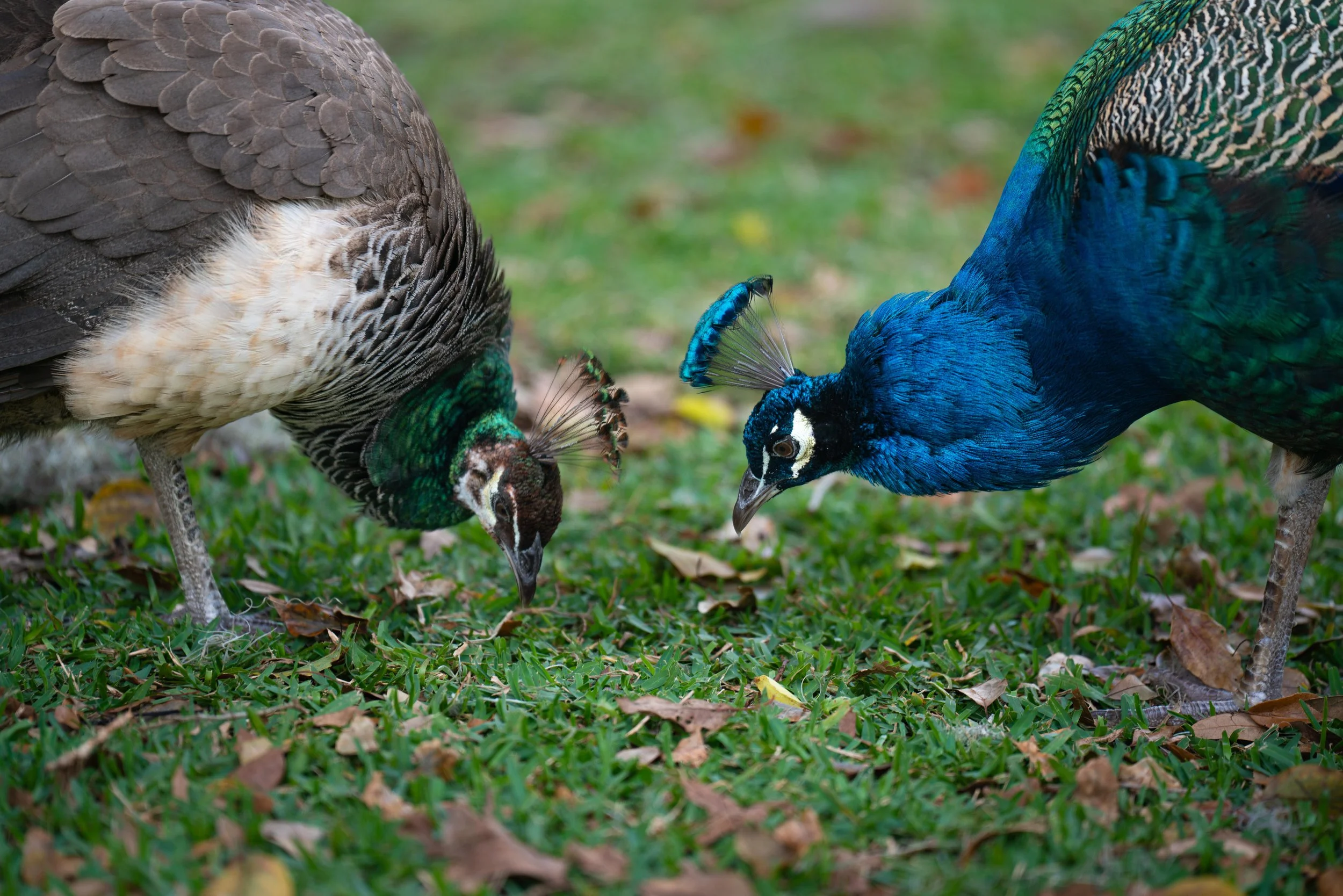 LQ St. Augustine 2025-96.jpg