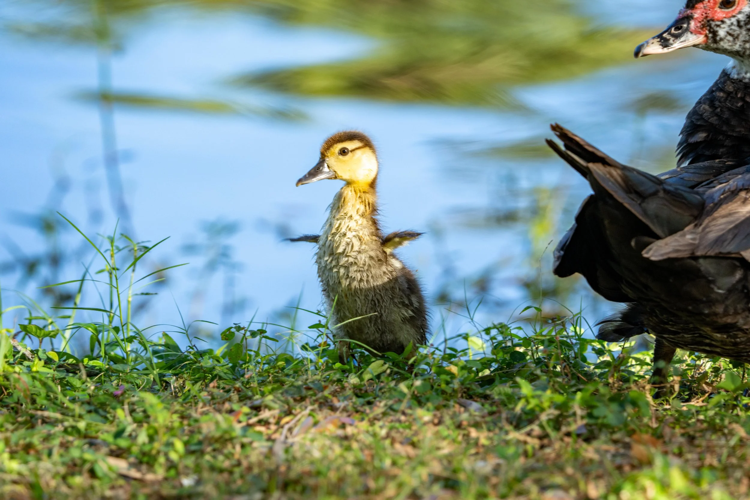 LQ Wildlife late 24-34.jpg