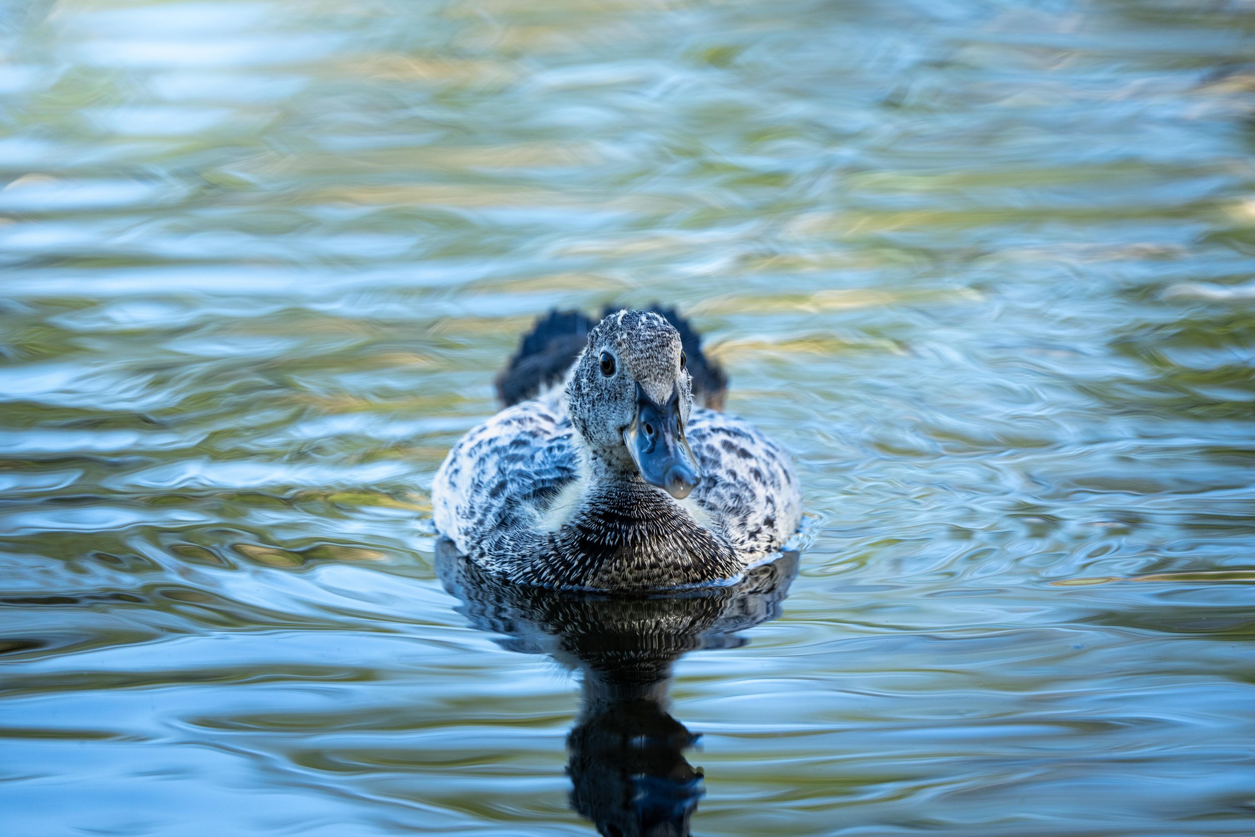 Wildlife-57.jpg