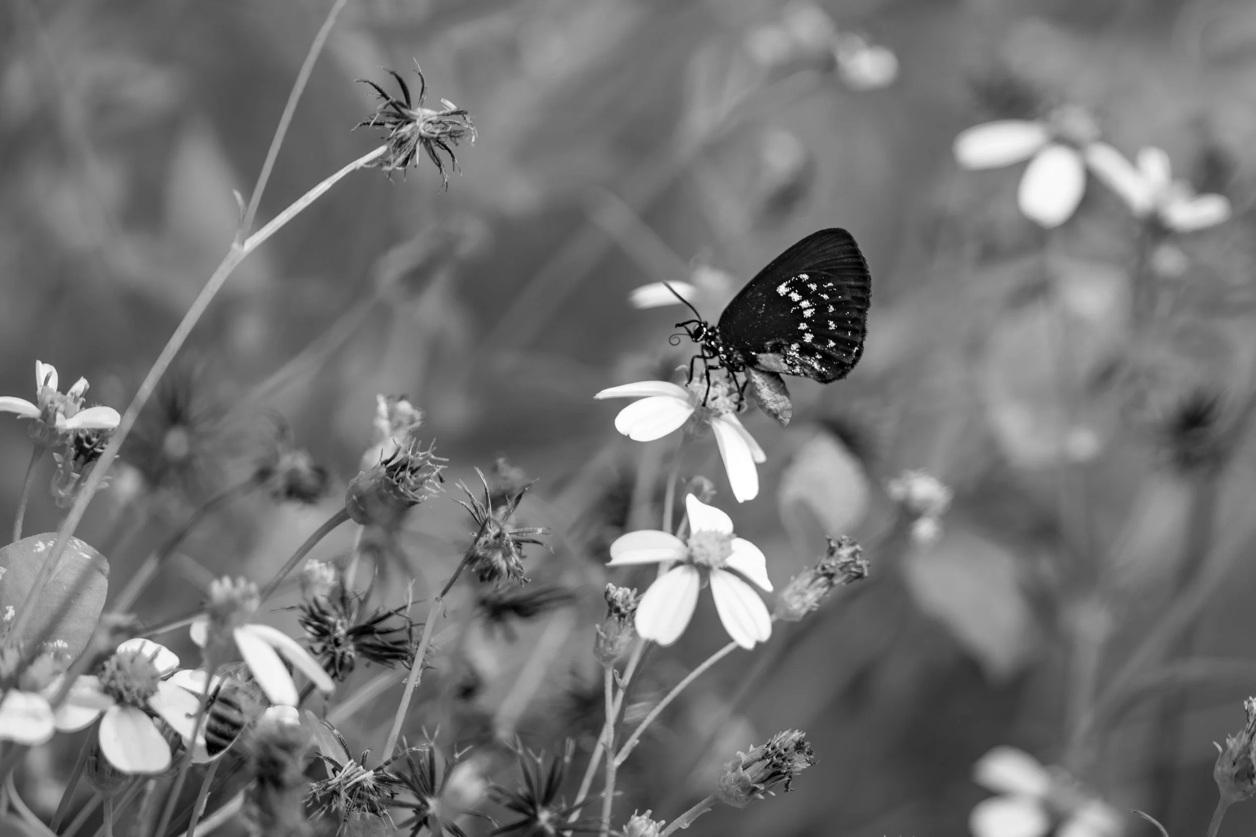 LQ Wildlife late 24-21.jpg