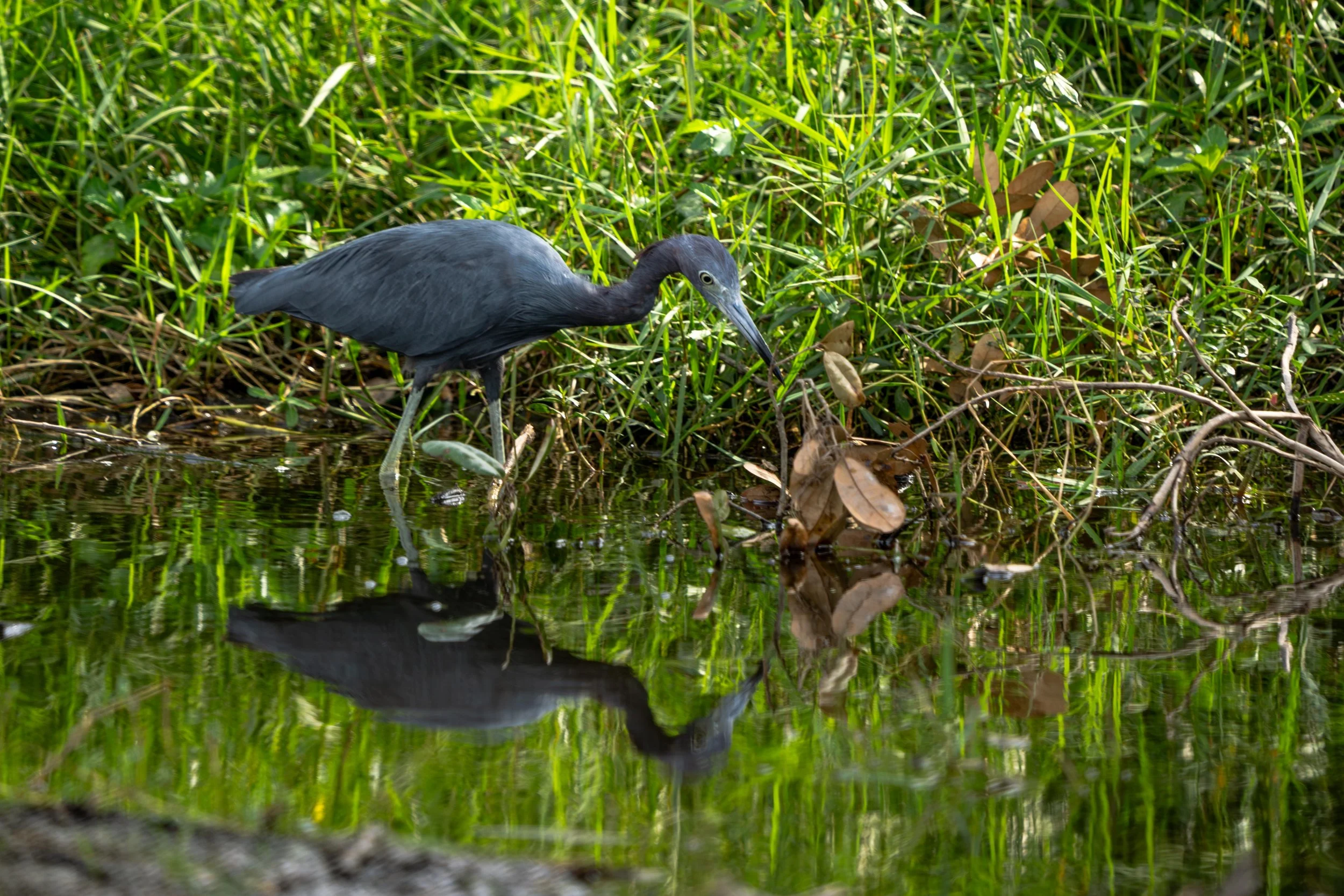 LQ Wildlife late 24-6.jpg