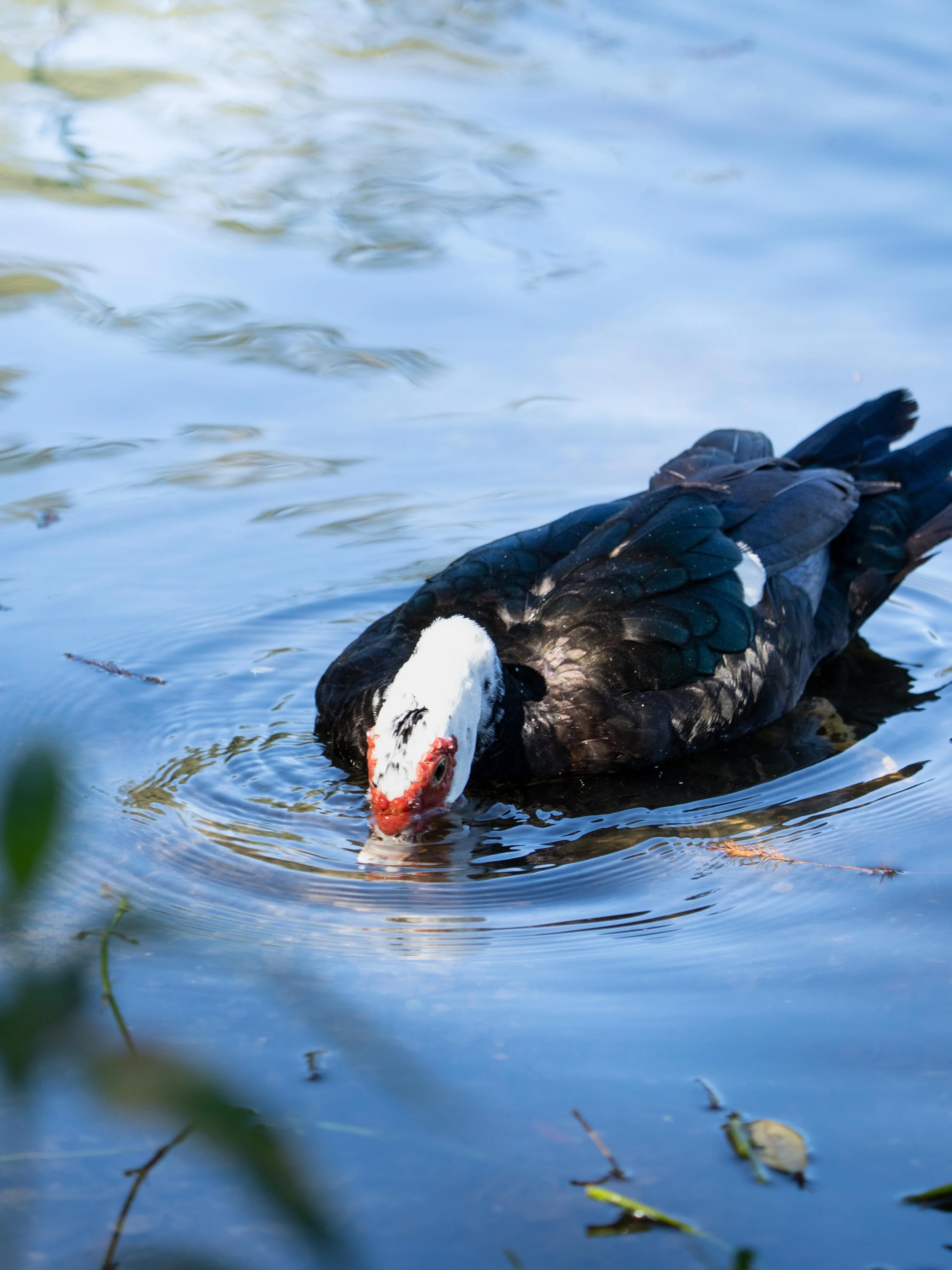 Wildlife-59.jpg