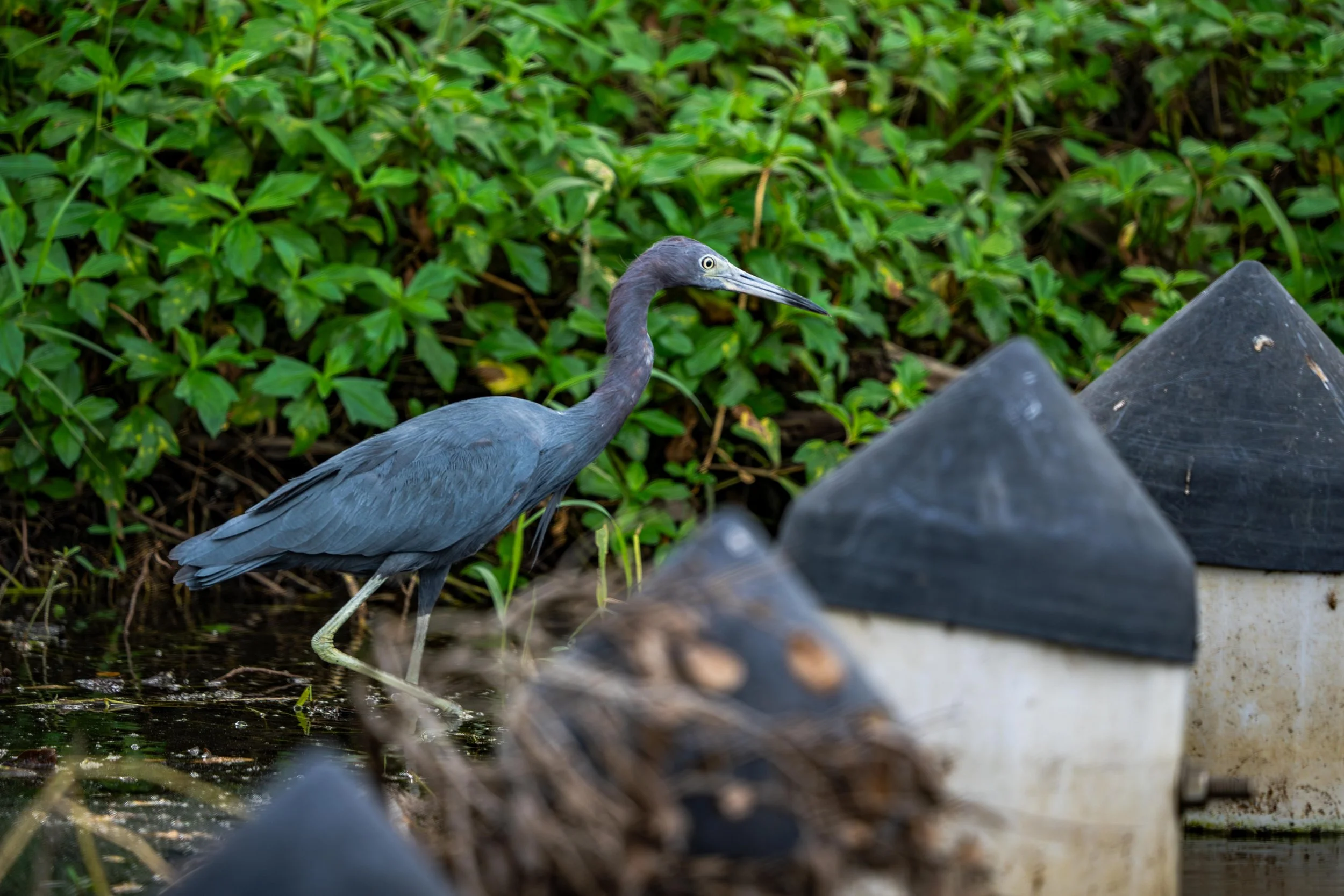 LQ Wildlife late 24-16.jpg