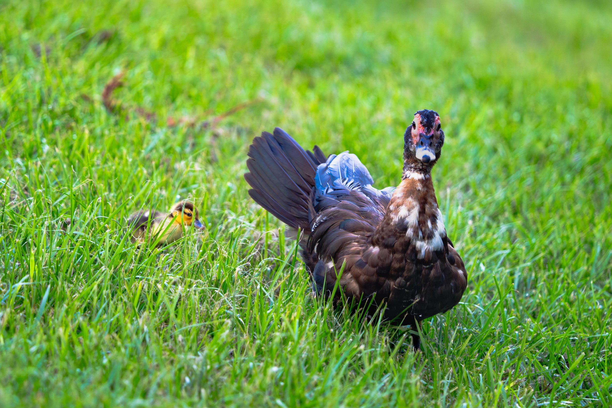 LQ Wildlife late 24-22.jpg