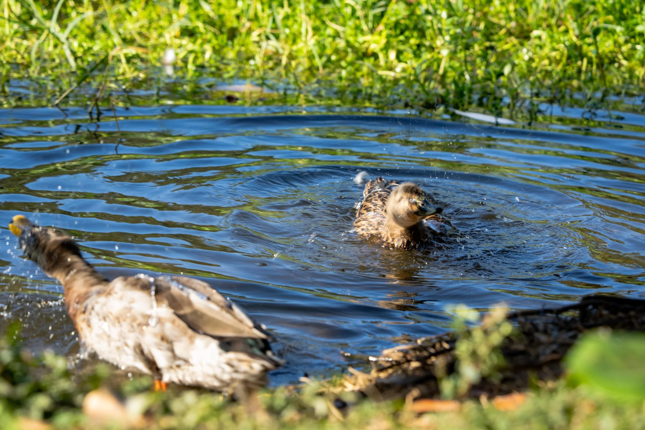 LQ Wildlife late 24-23.jpg