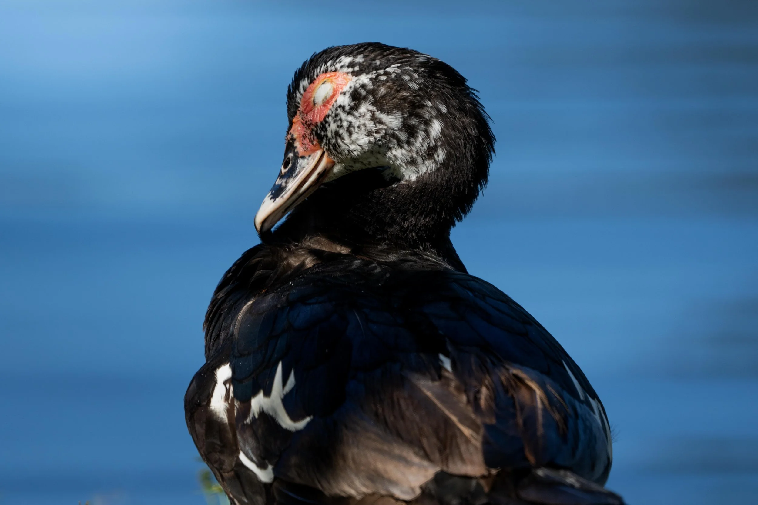 Wildlife-46.jpg