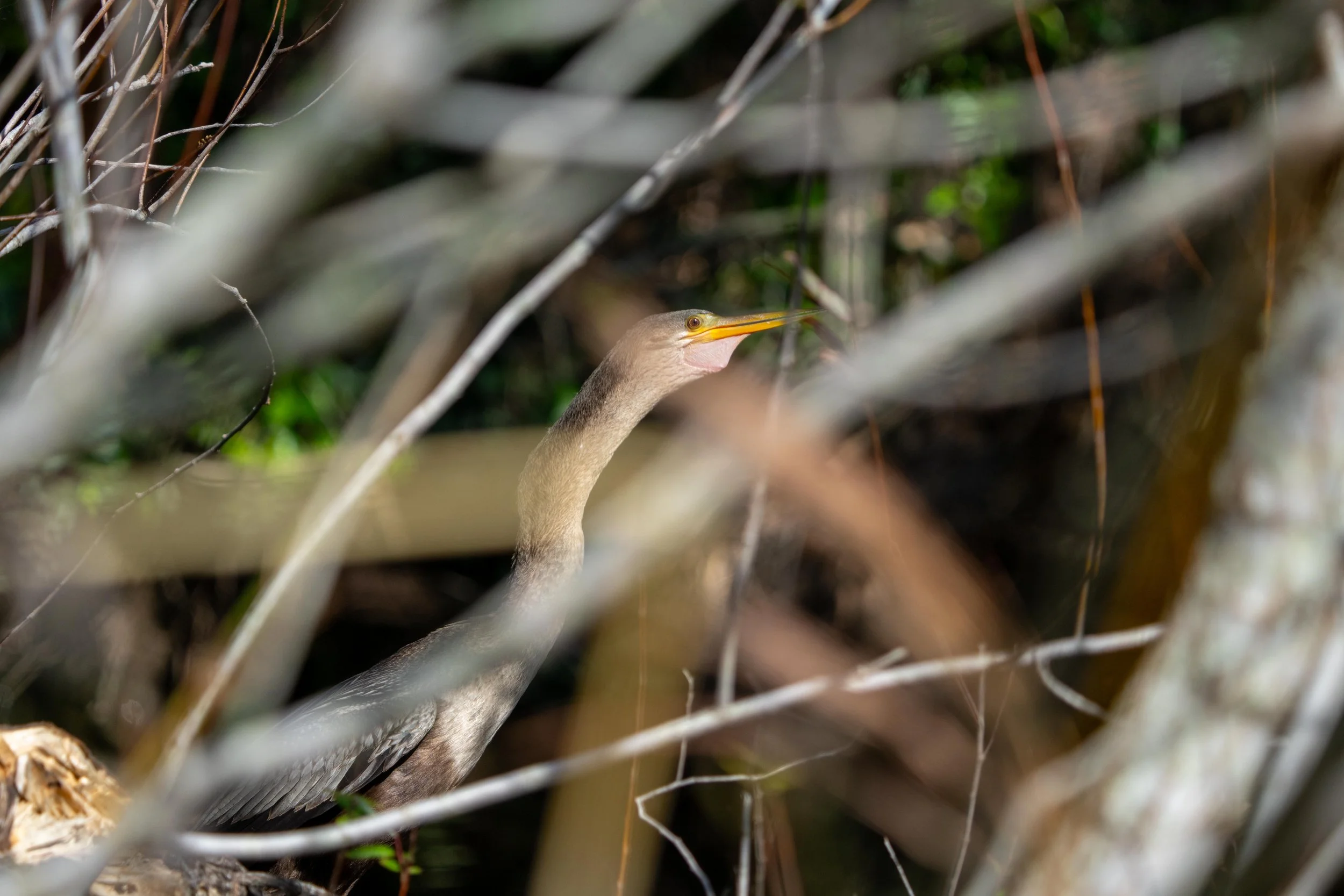 Wildlife-30.jpg