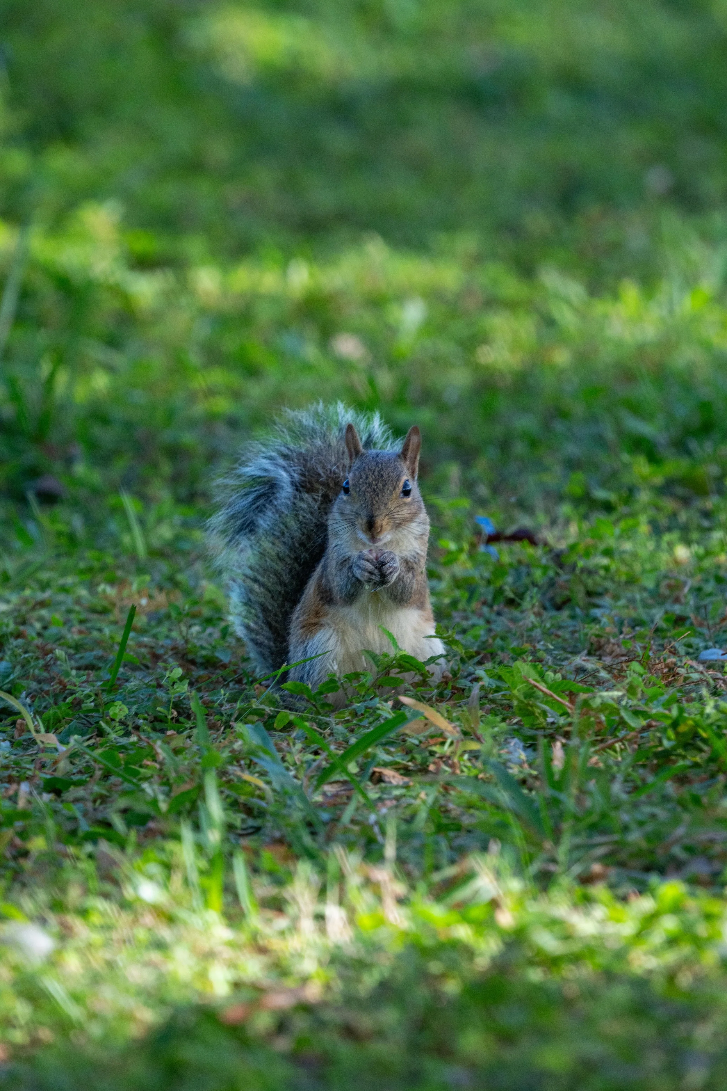 LQ Wildlife late 24-41.jpg