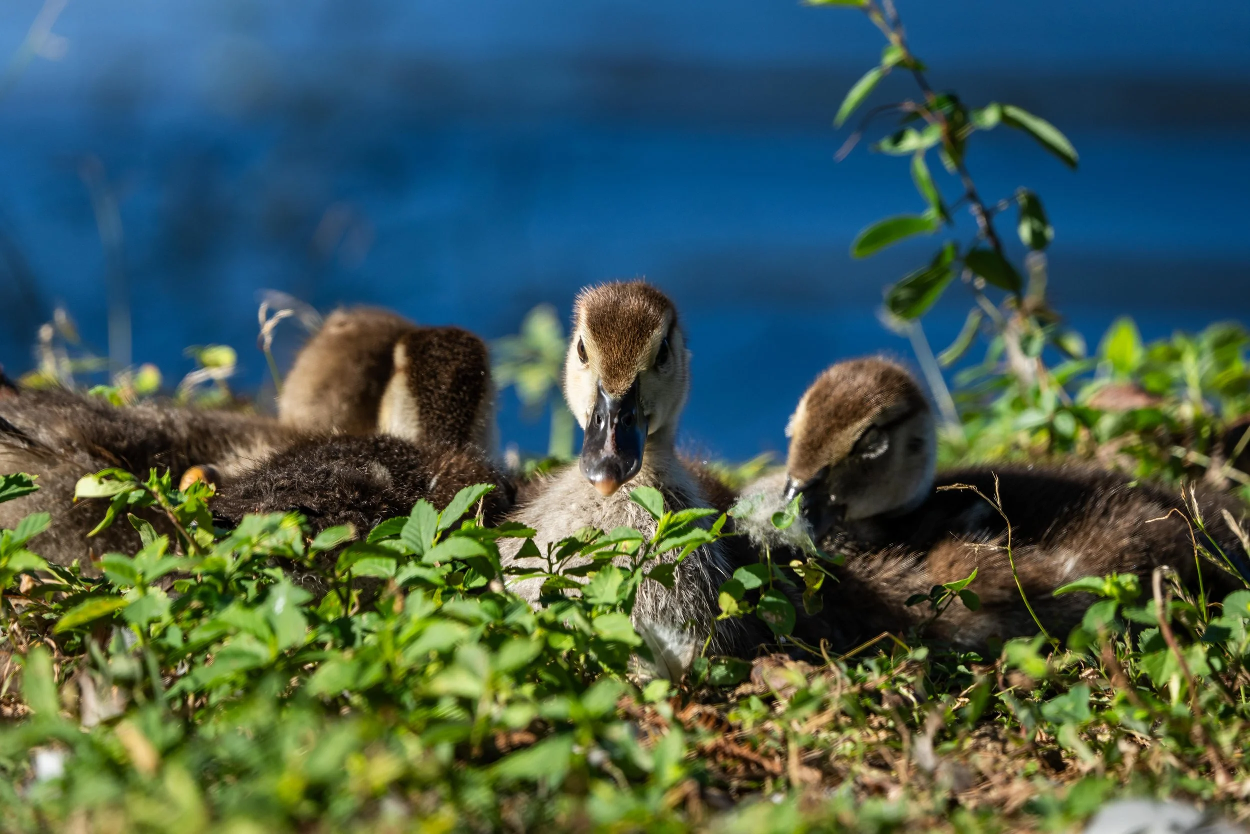 Wildlife-47.jpg