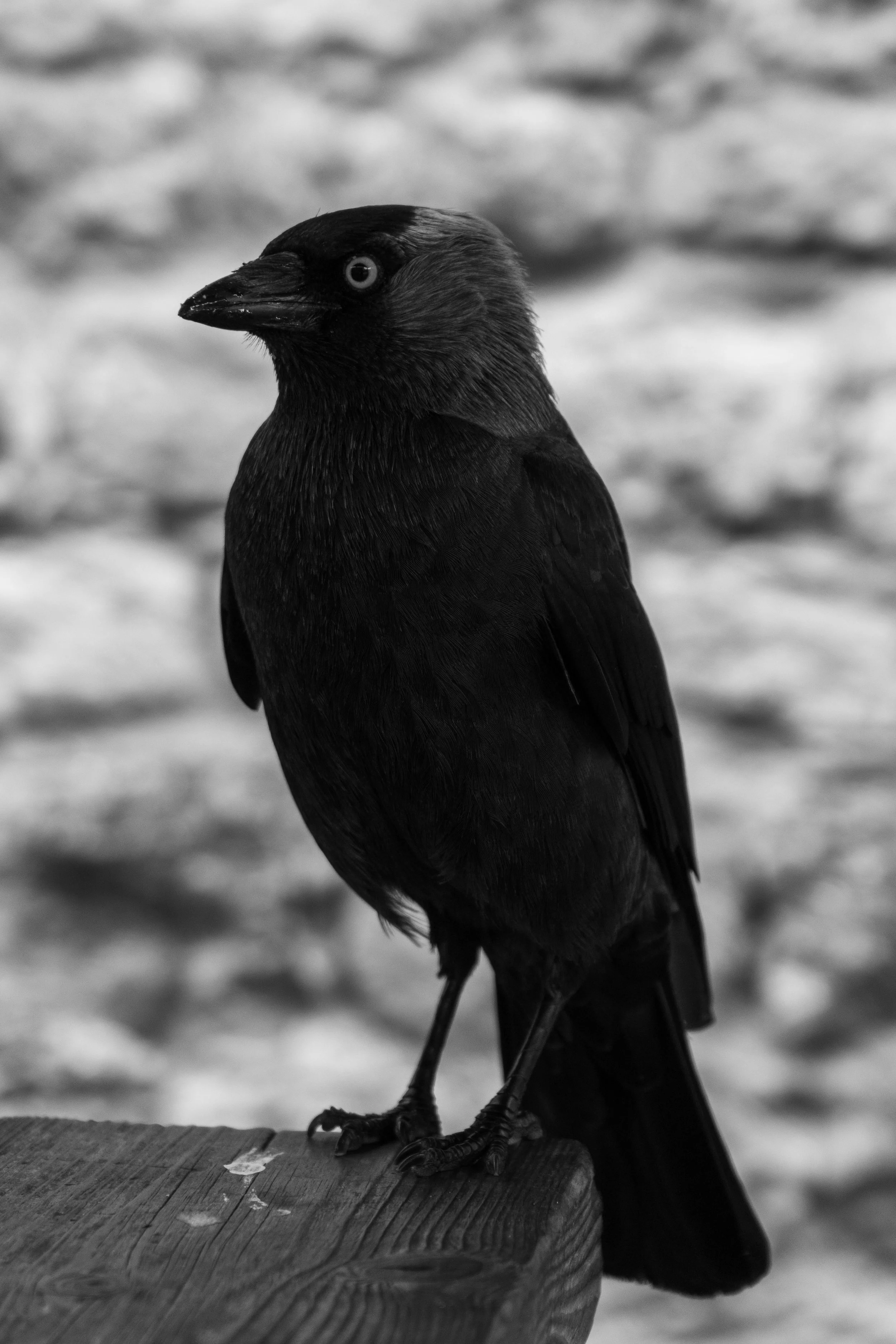 LQ-03910.jpg