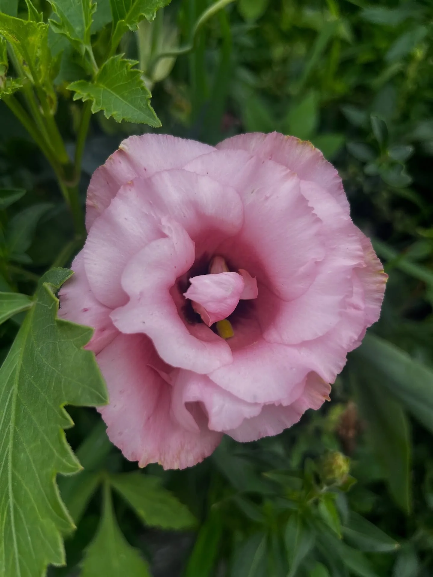 Just like a flower opening to the sun, our healing often happens layer by layer.

Today I had a beautiful experience with a patient who came in for back pain. As we talked, it became clear that beneath the physical discomfort was something deeper &md