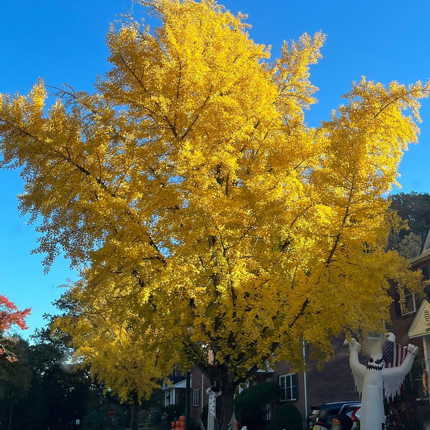 In Chinese medicine, the season of Fall belongs to the Metal element, represented by the Lungs and Large Intestine-the paired organs of breath and release.

The Lungs draw in what is pure and vital &mdash; the inspiration, the breath of life - and re