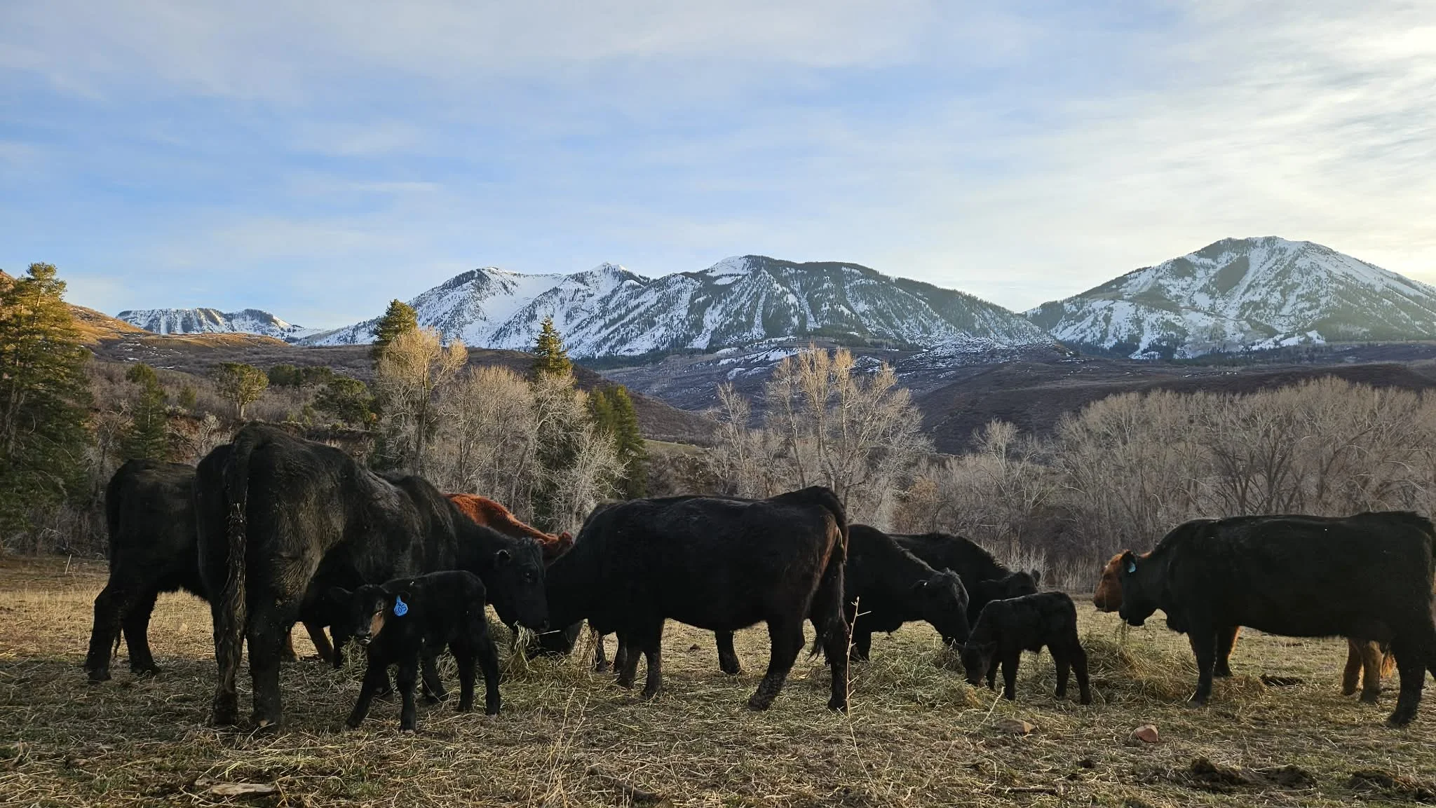 A herd of black cattle grazing in a field with snow-capped mountains and a partly cloudy sky in the background.