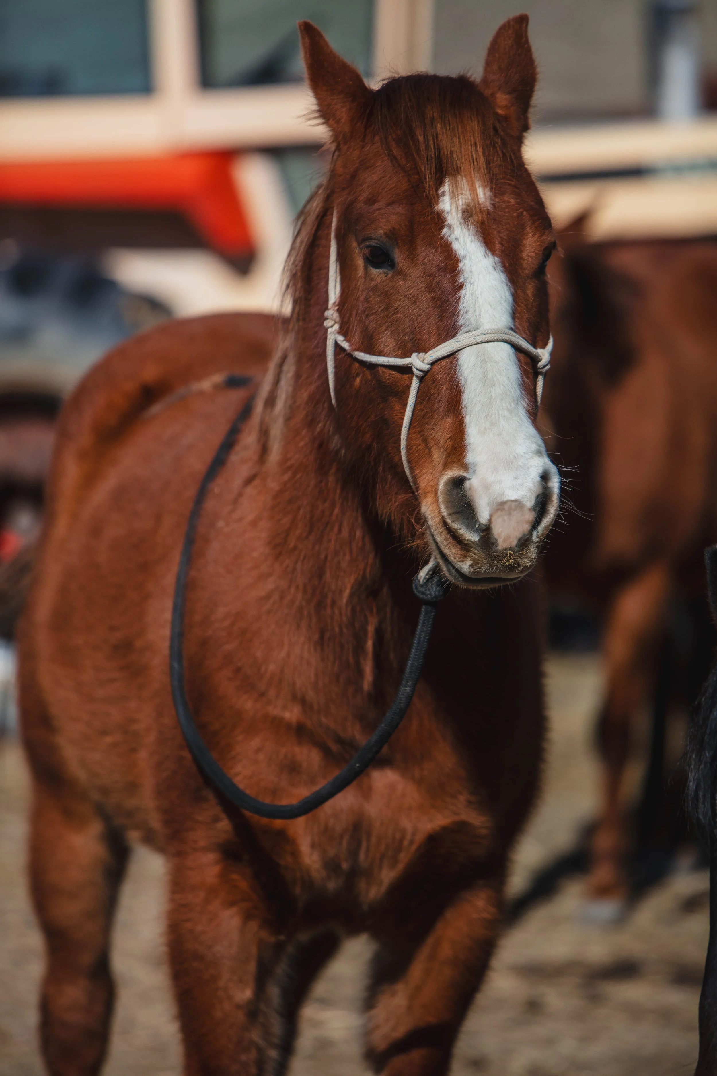 Horse