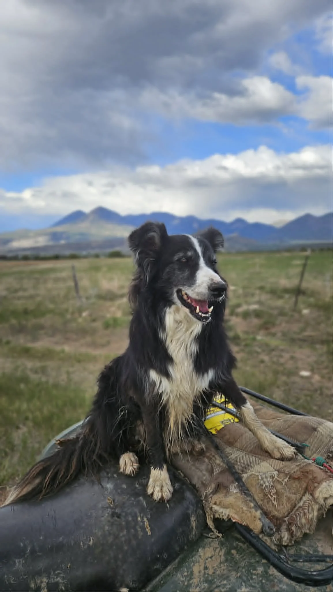 A black and white dog sitting on a mat outdoors with mountains, grassland, and a cloudy sky in the background.