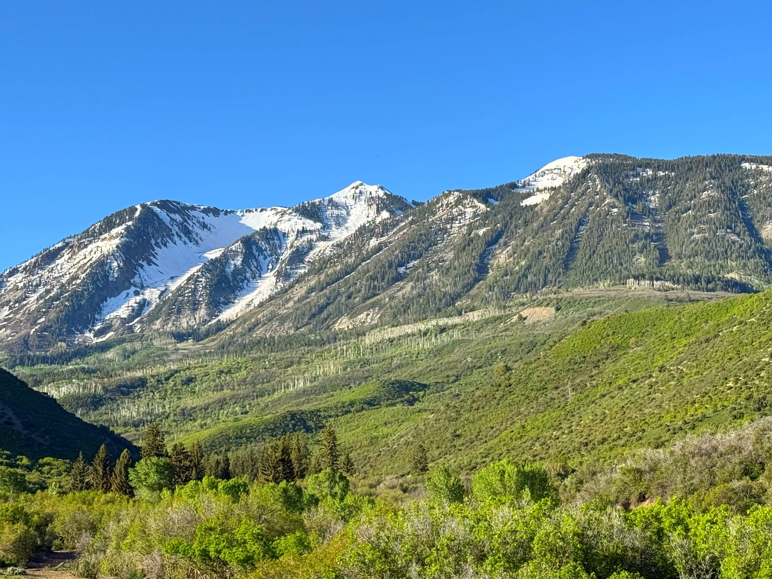 Snow-capped mountains under a clear blue sky with lush green forests on the slopes.