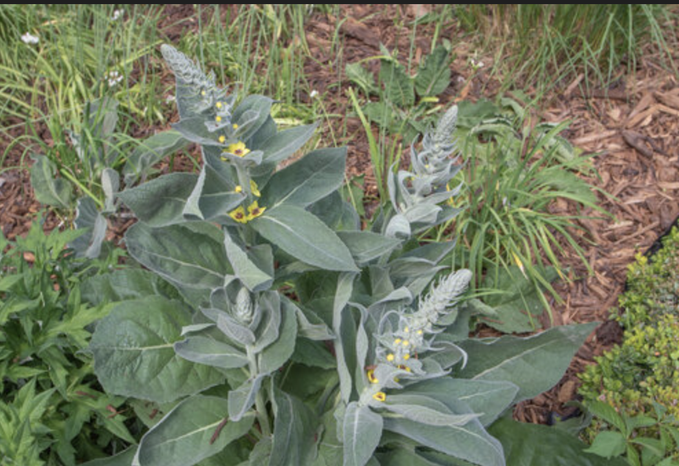 mullein 2.png