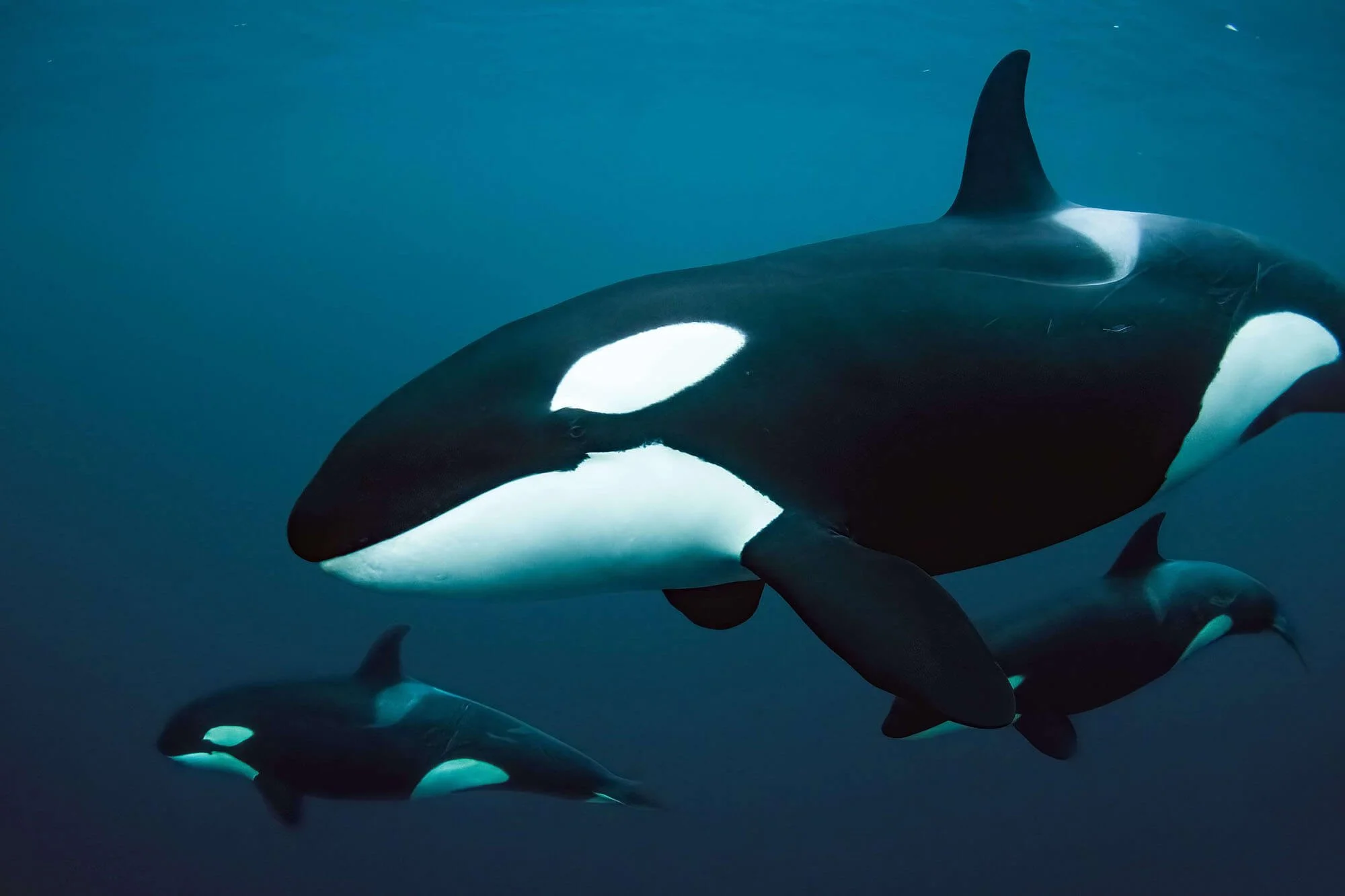 1. 3 Orcas Closeup-compressed tiny.jpg
