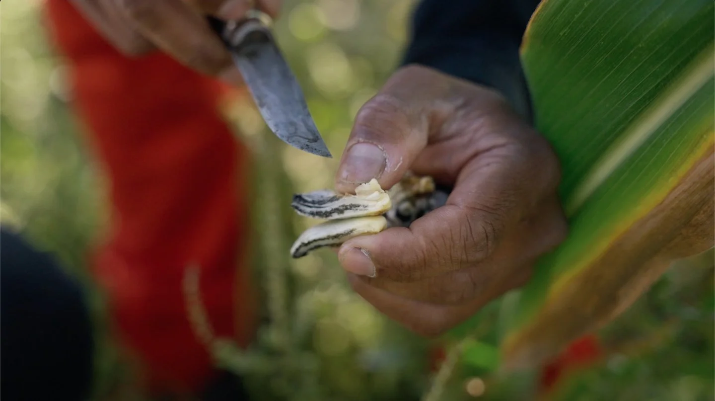wild kitchen -huitlacoche.jpg
