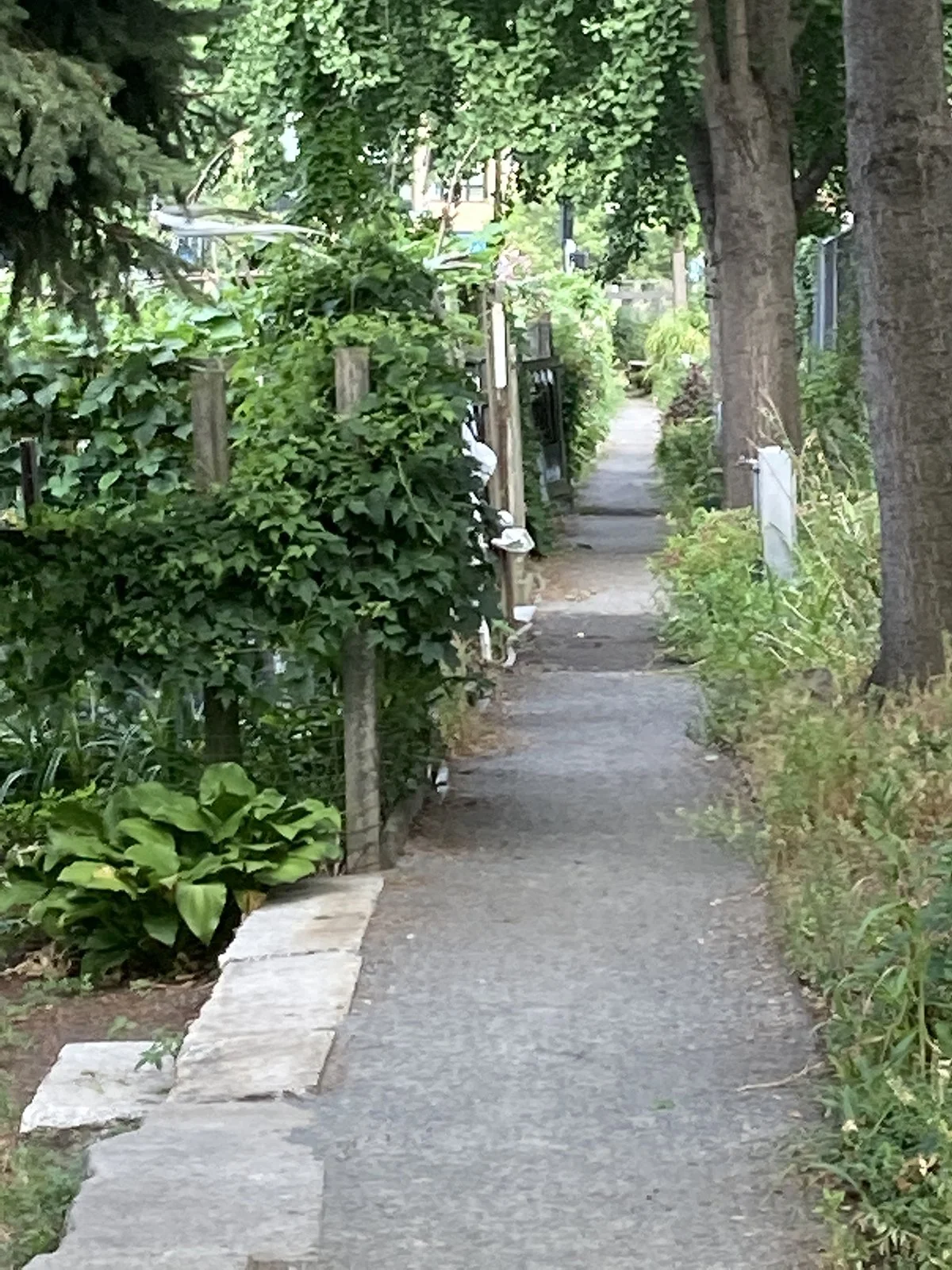 xgarden path spring__1200px.jpg