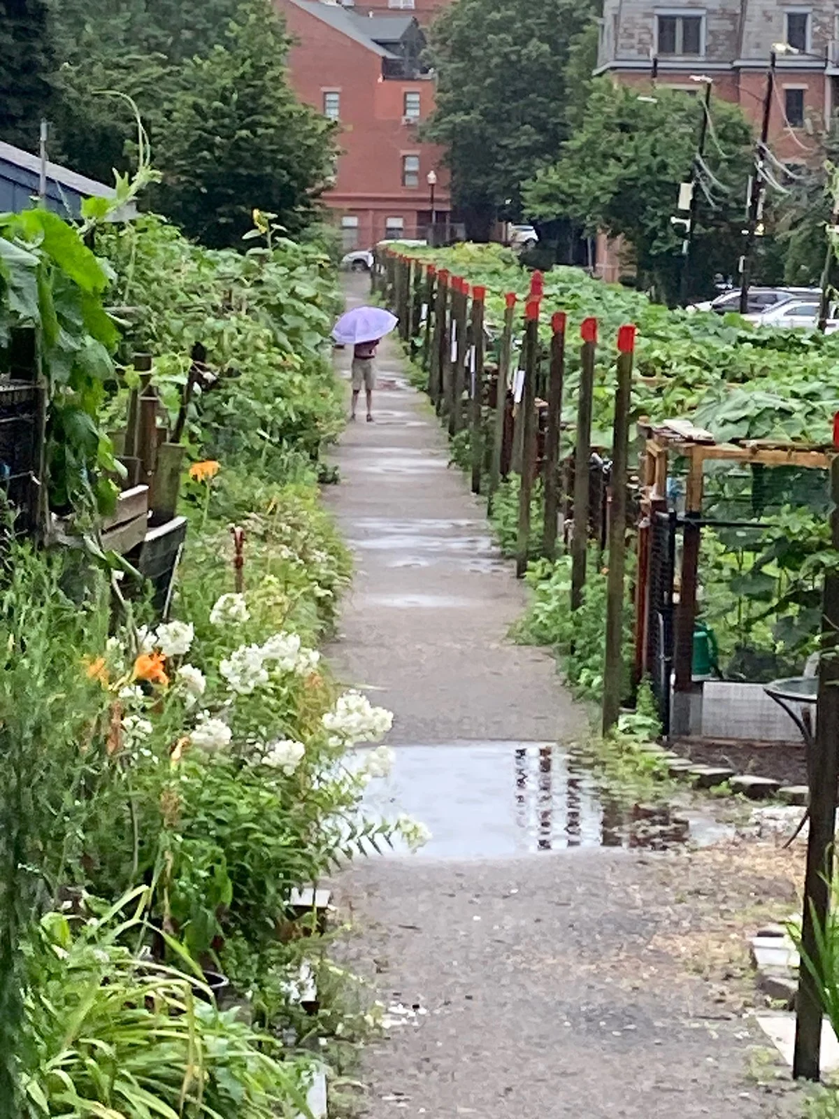x1 HUTT-Berkeloey Grarden walking in the rain_1200px.jpg