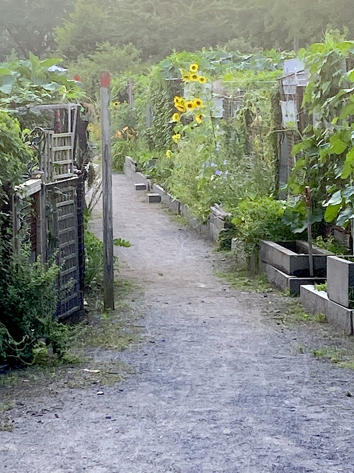 xgarden sunflowers_1200px.jpg