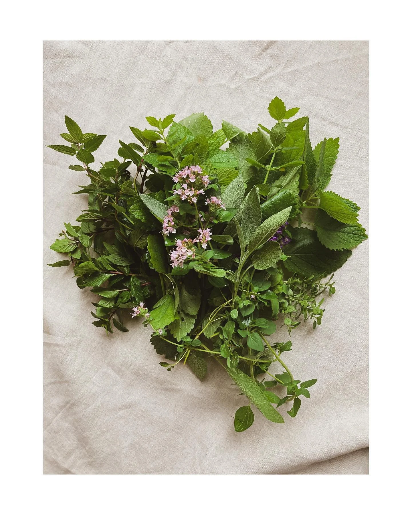 Making herbal teas is one of my favorite simple ways to help keep my immune system strong on a daily basis. Ten years ago, while WWOOFing in France, I developed a strong appreciation for fresh herbs while living with herbalists and beekeepers who dra