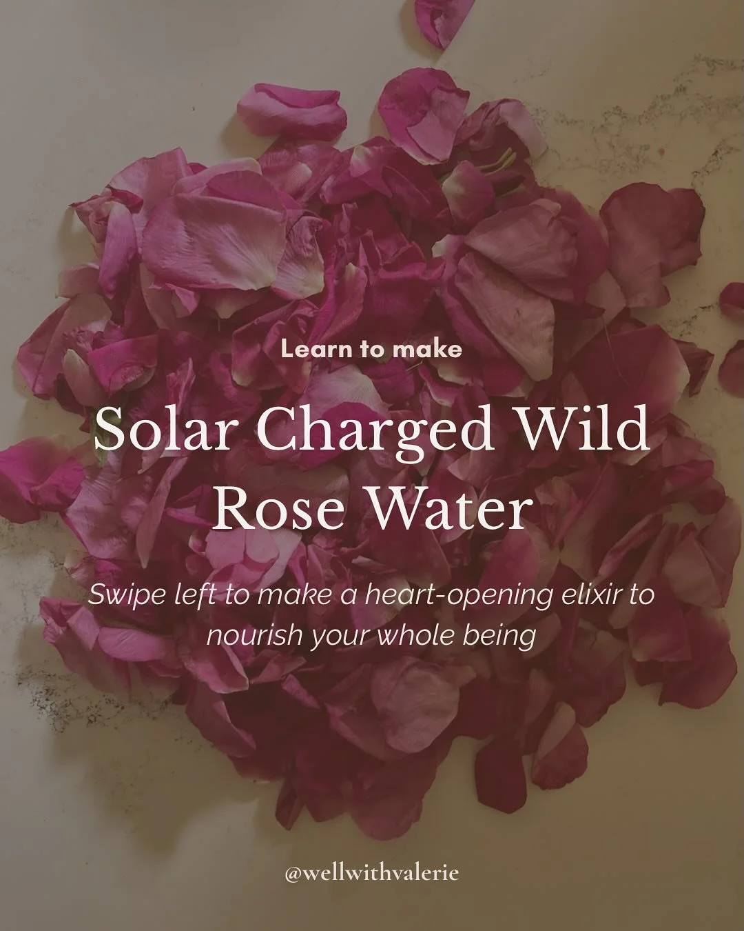 A love letter to wild roses and the month of june:
Here in Maine, roses are at their peak and this is my favorite time of the whole year. Every night, fireflies glow in the meadow under a brilliantly starred sky, and peonies, lupines and roses are b