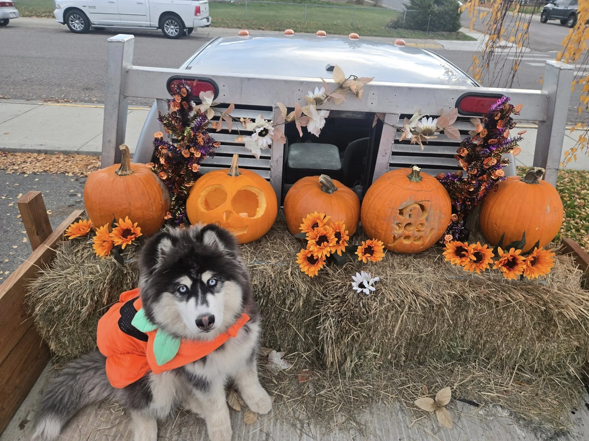 Pumpkin Husky.jpg