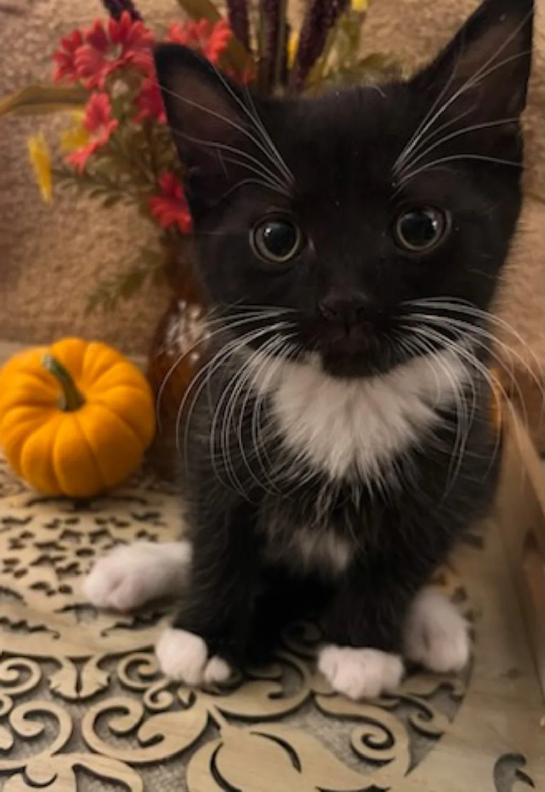 Tuxy