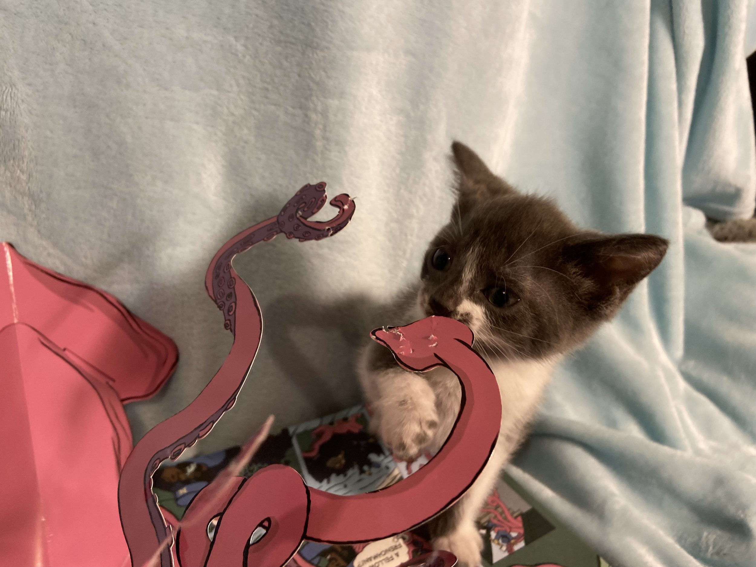 Stella attacking squid.jpeg