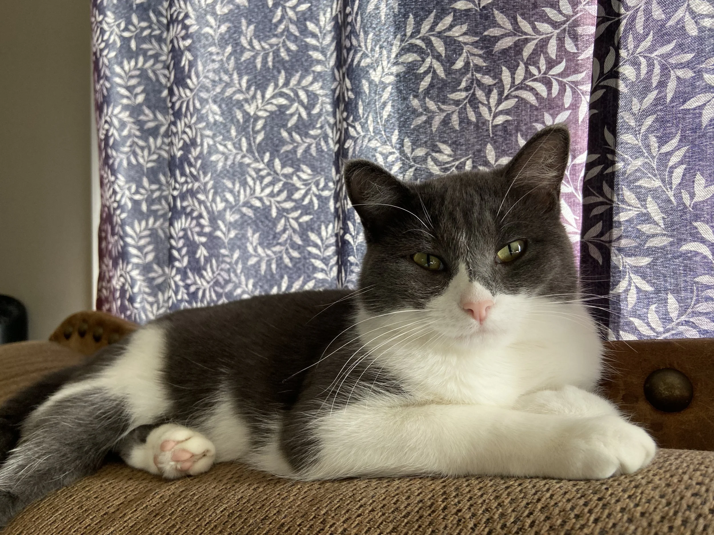 Sylvia relaxing.jpeg