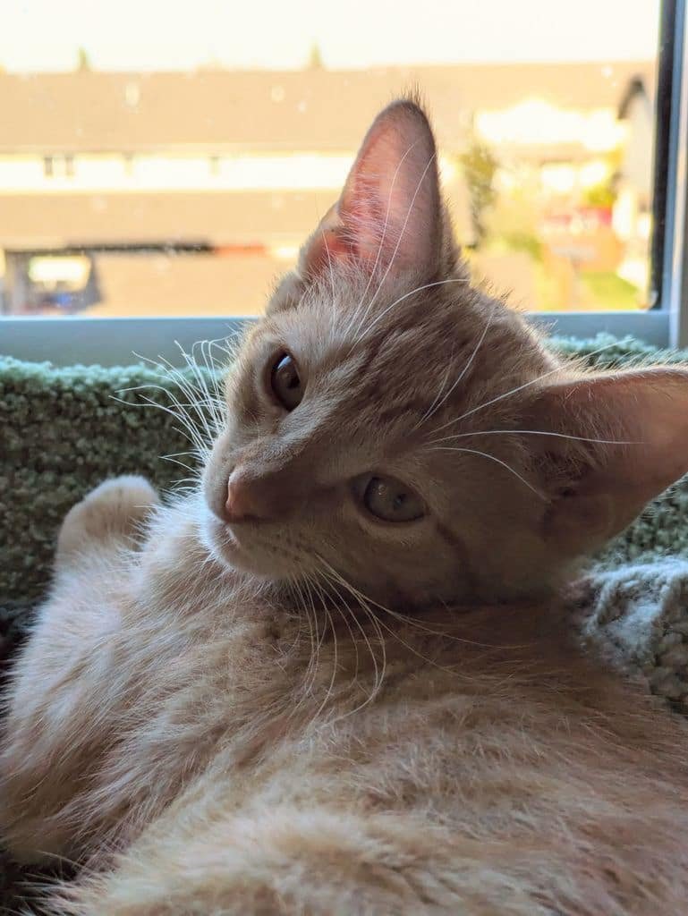 Ollie — SOS Prairie Rescue