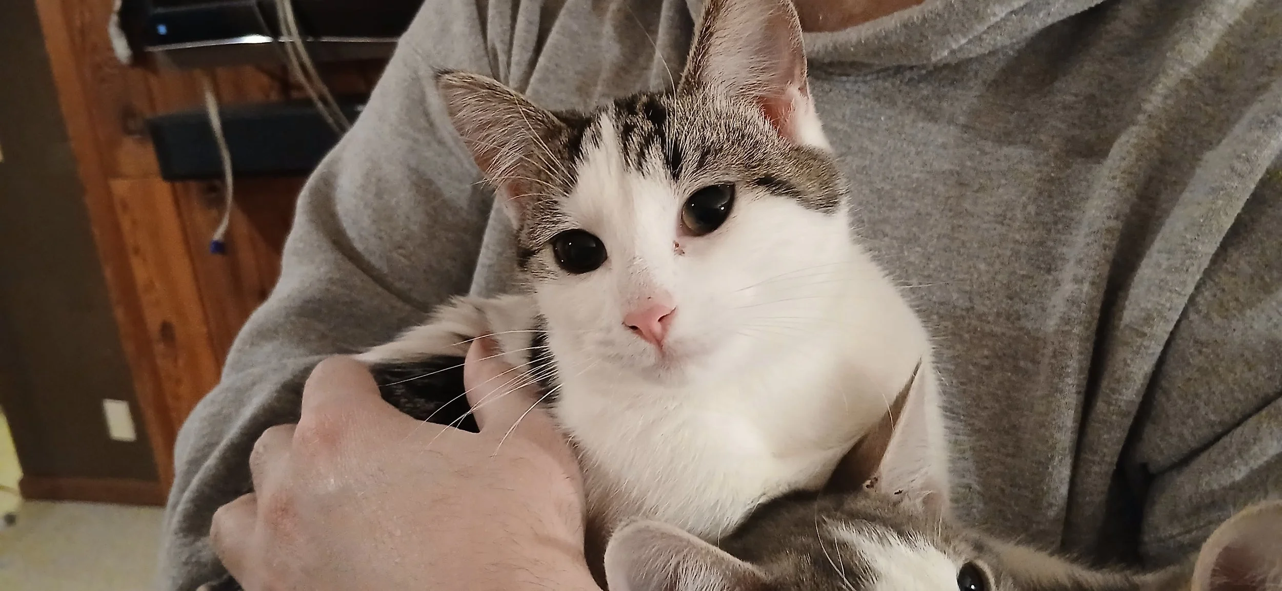 morning star fybt.jpg