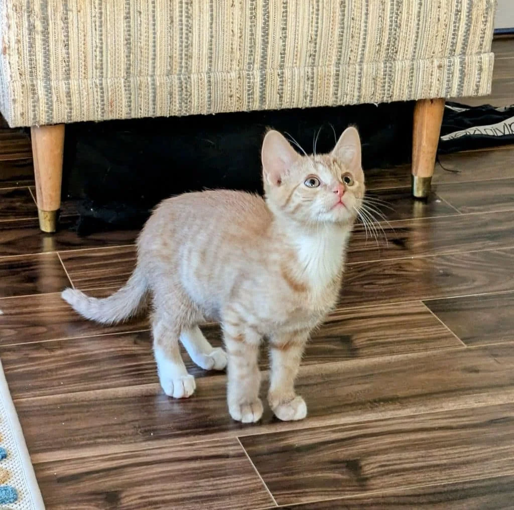 Ollie — SOS Prairie Rescue