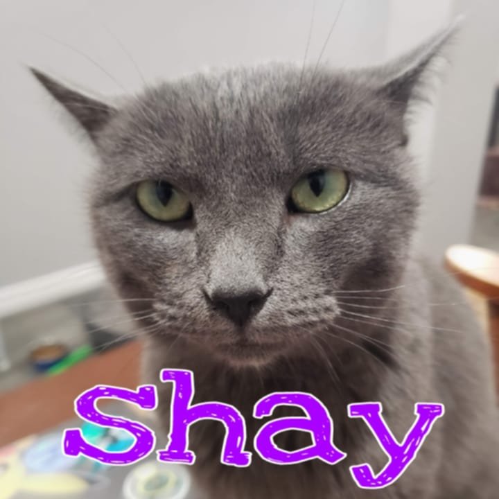 Shay