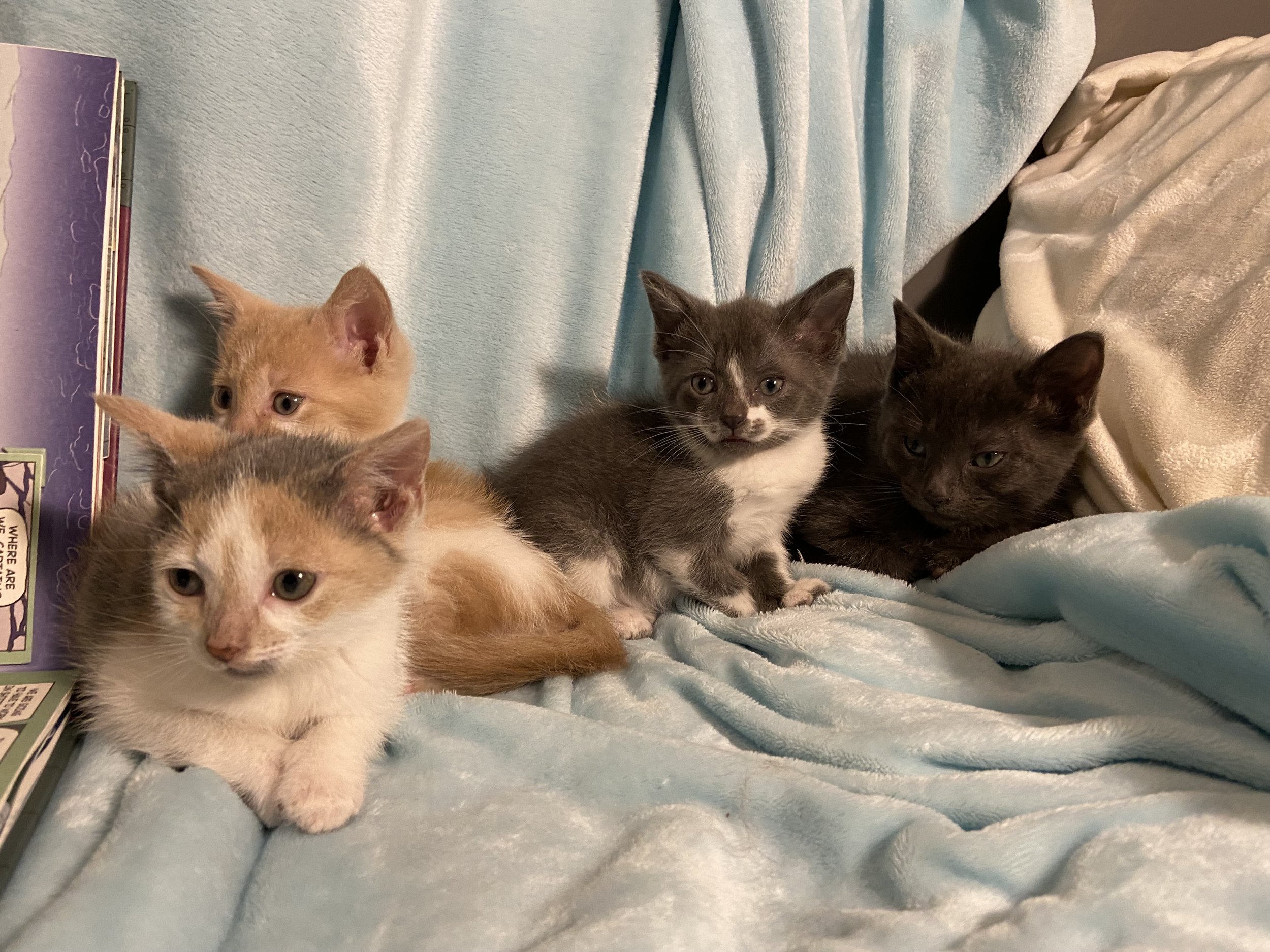 kittens all together 2.jpeg