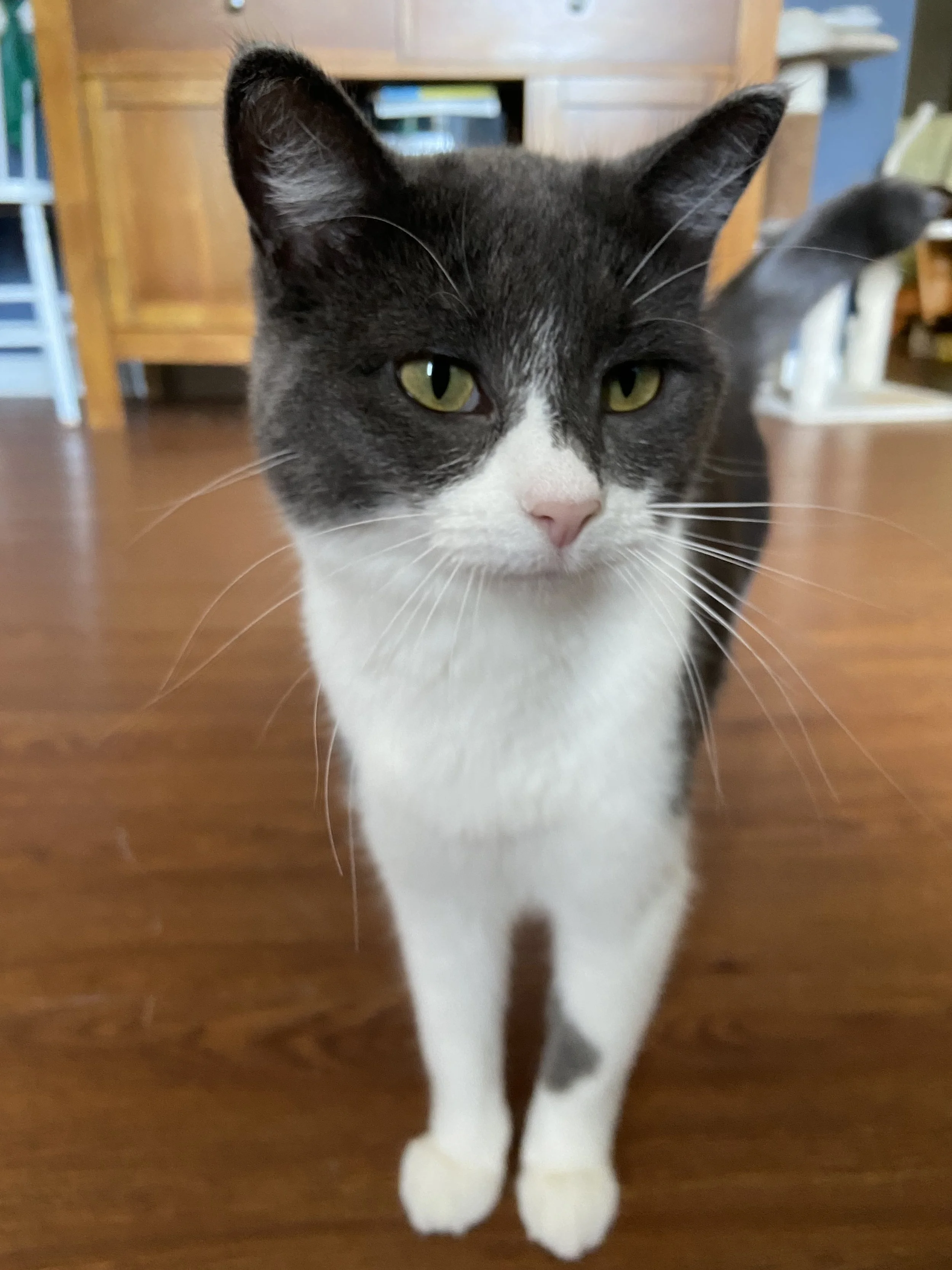 Sylvia_ cute cat.jpeg