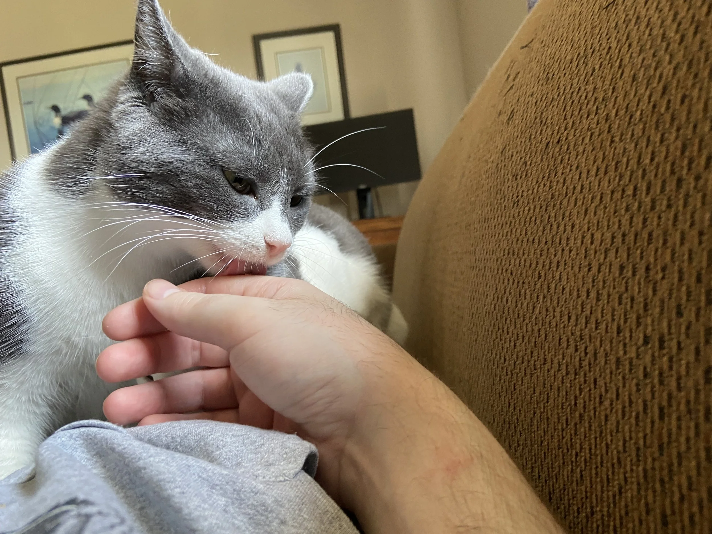 Sylvia licking hand.jpeg