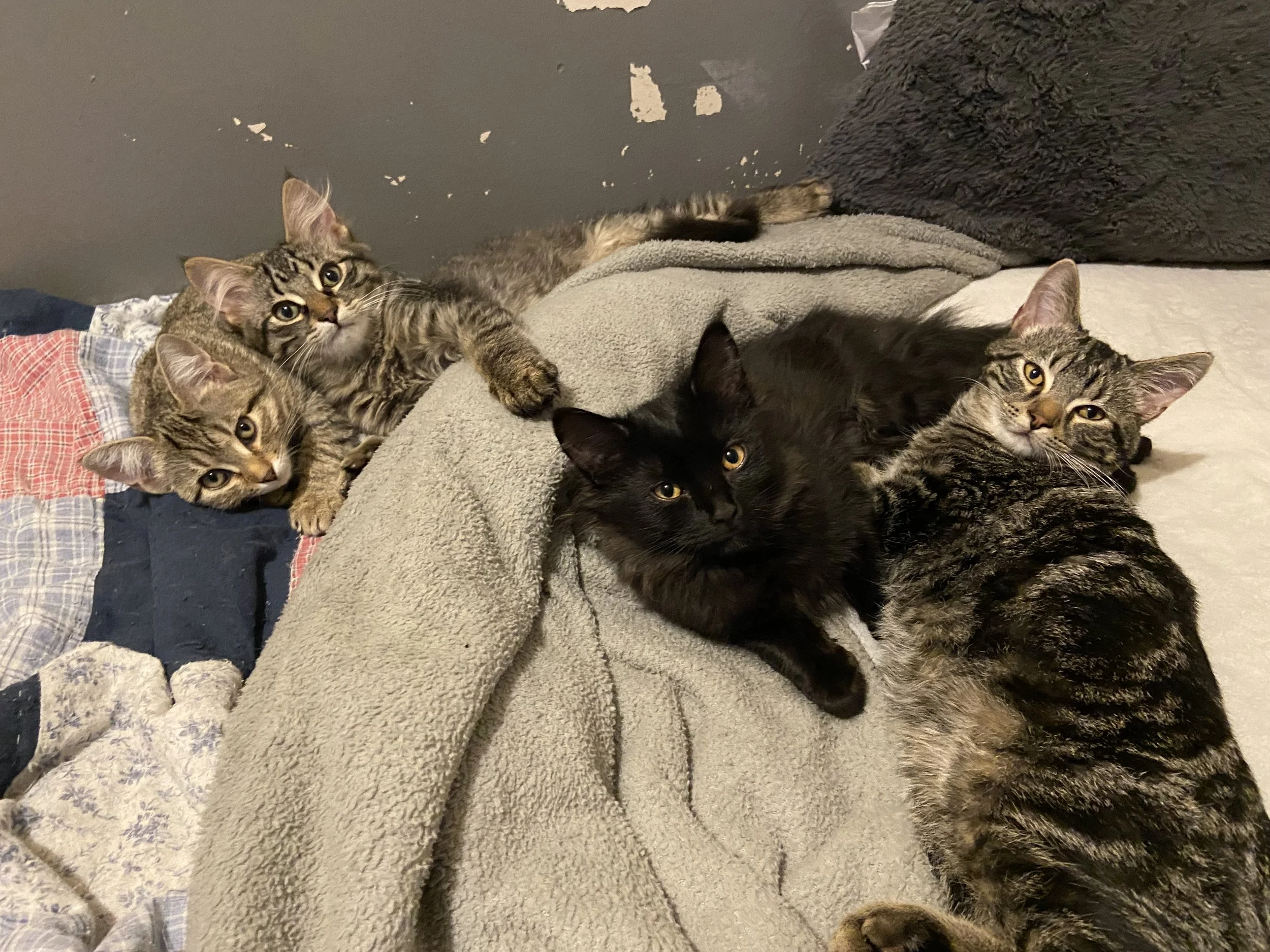 all 4 on bed.jpeg