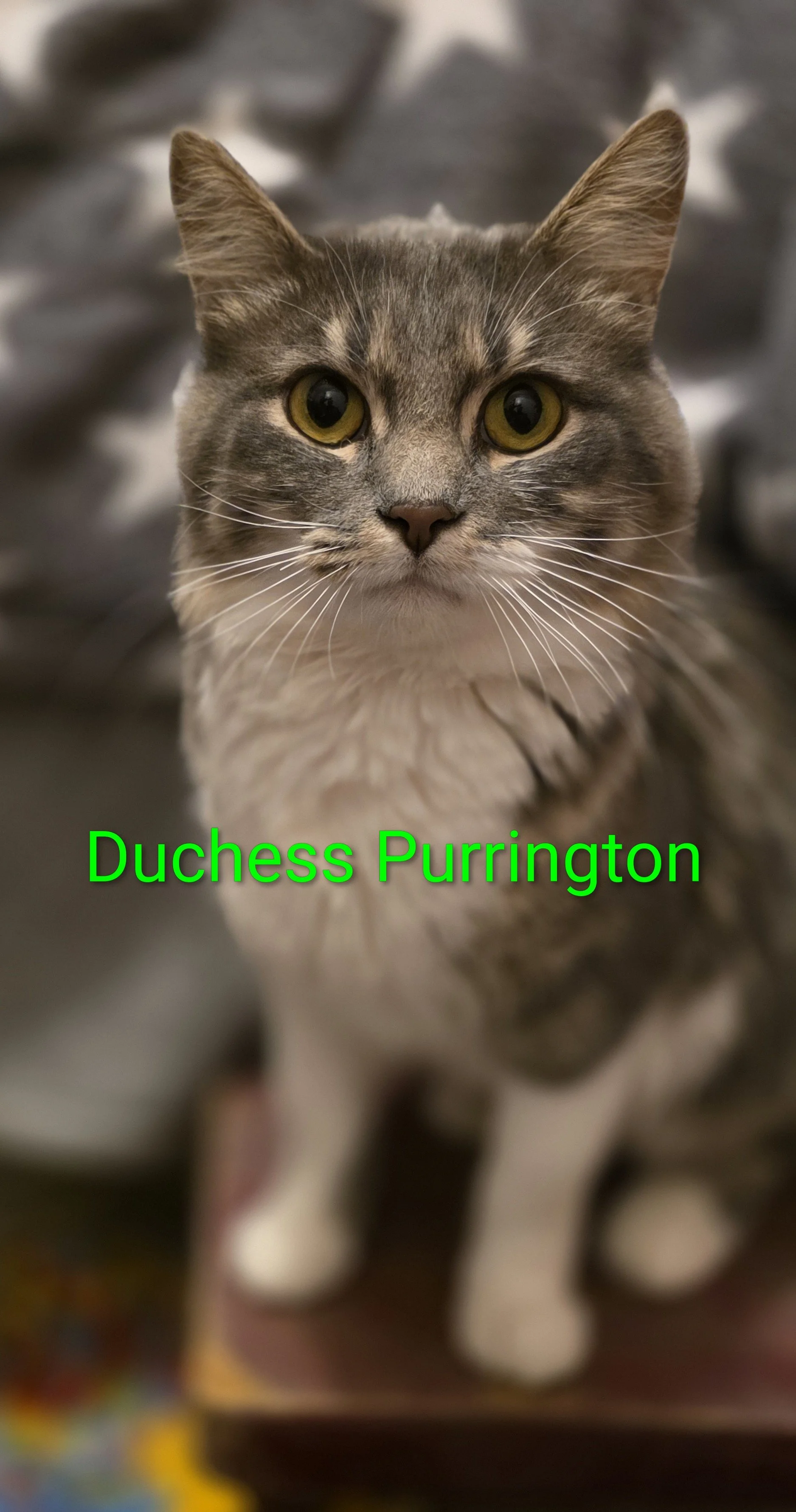 Duchess Purrington